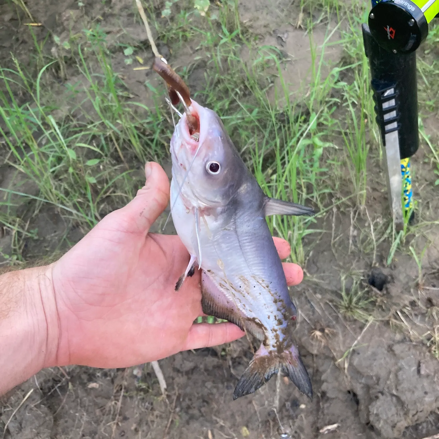 Blue catfish caught on Fishbrain