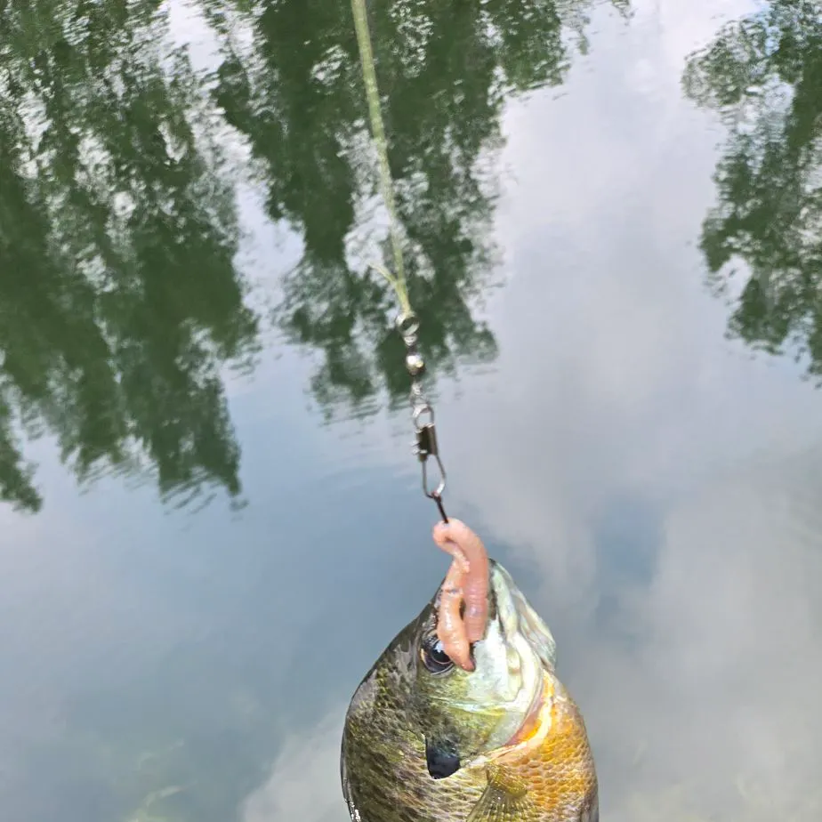 Bluegill caught on Fishbrain