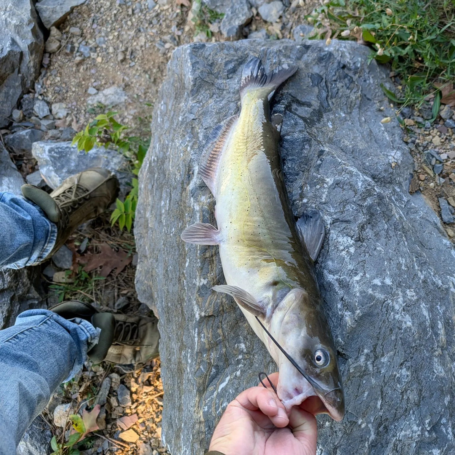 Channel catfish caught on Fishbrain