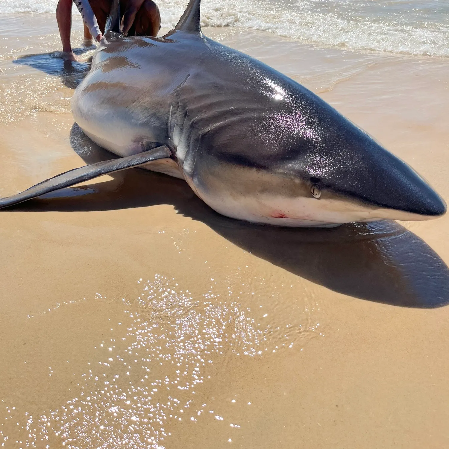 Dusky shark caught on Fishbrain