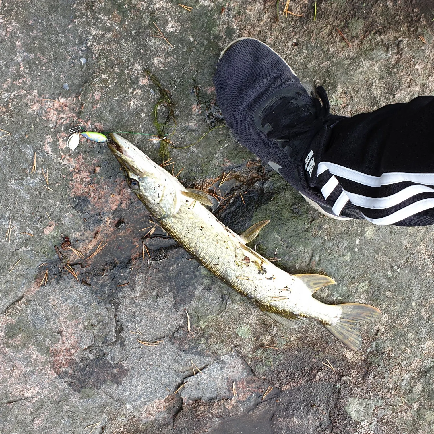 recently logged catches