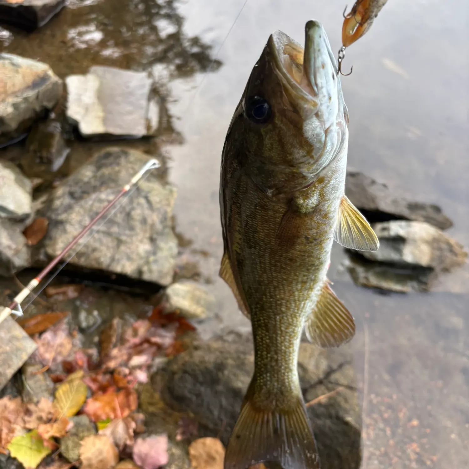 Smallmouth bass caught on Fishbrain