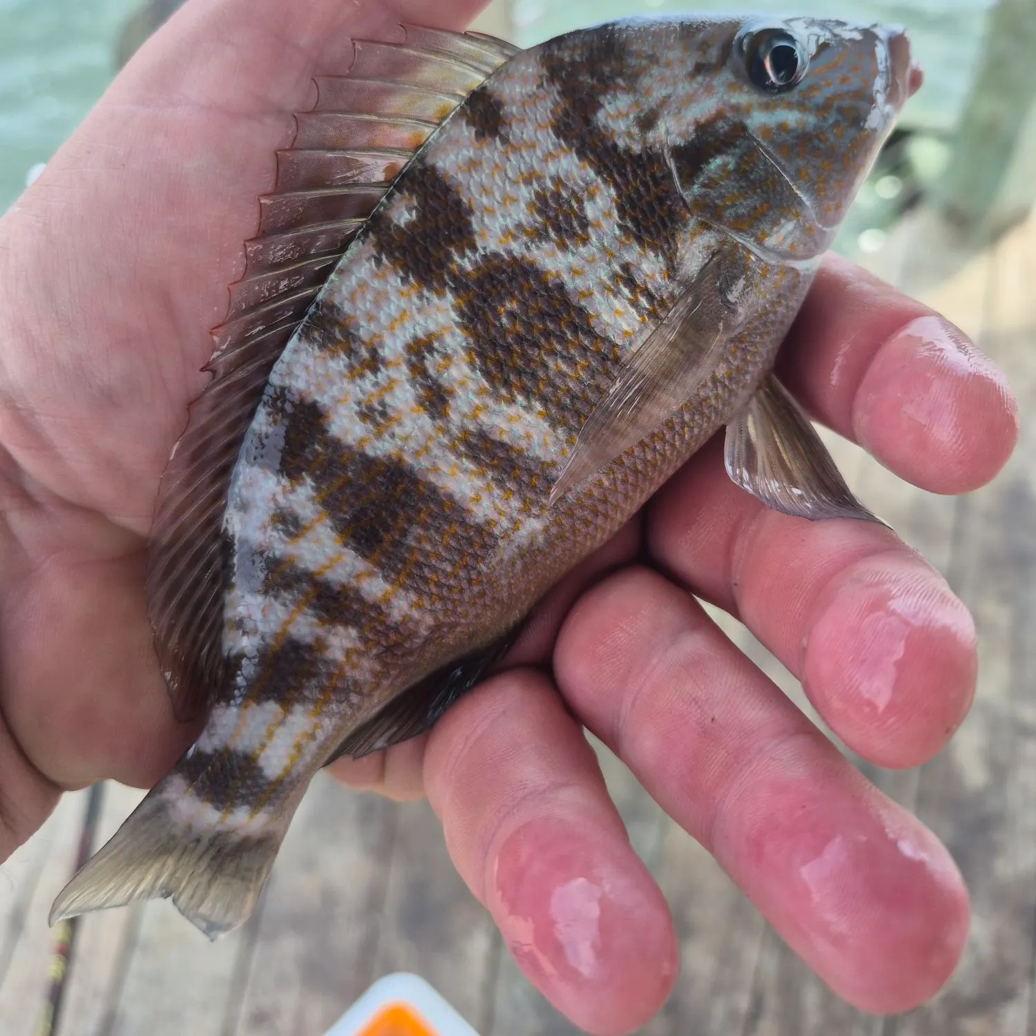 Pigfish caught on Fishbrain