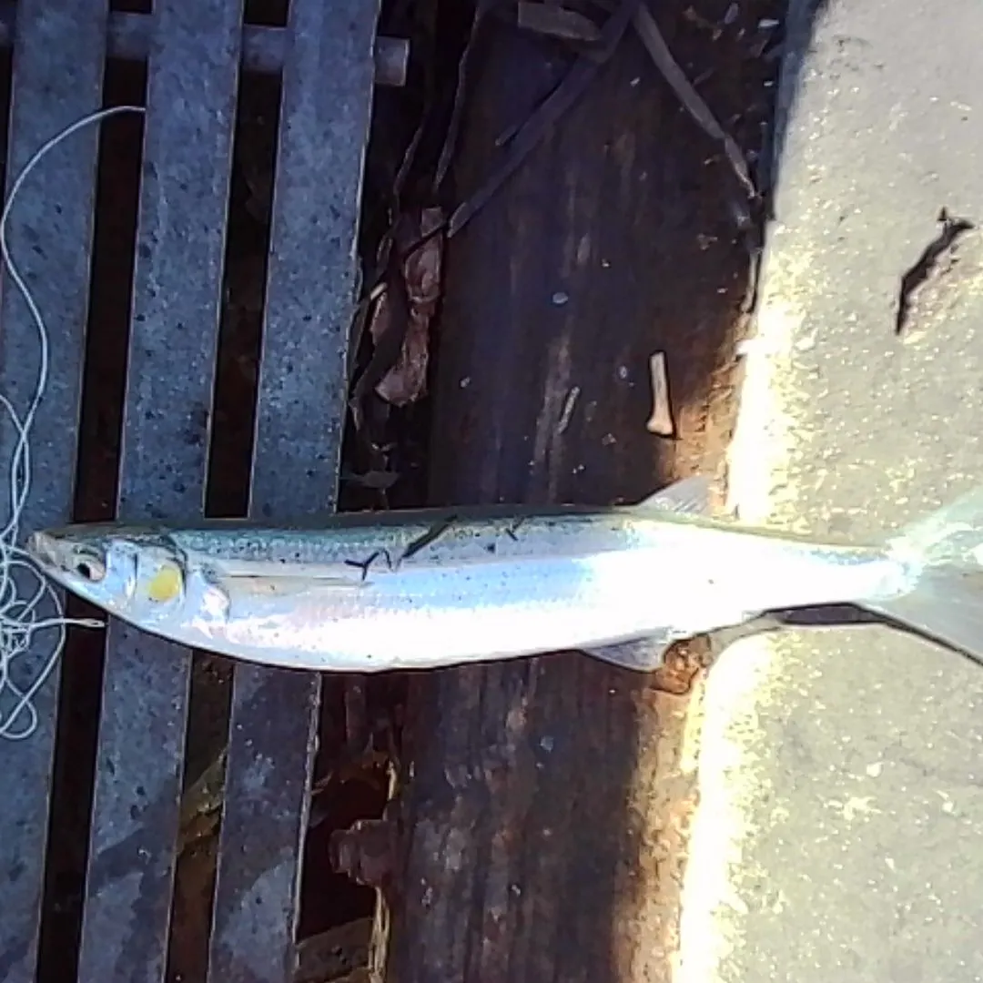 Surf smelt caught on Fishbrain