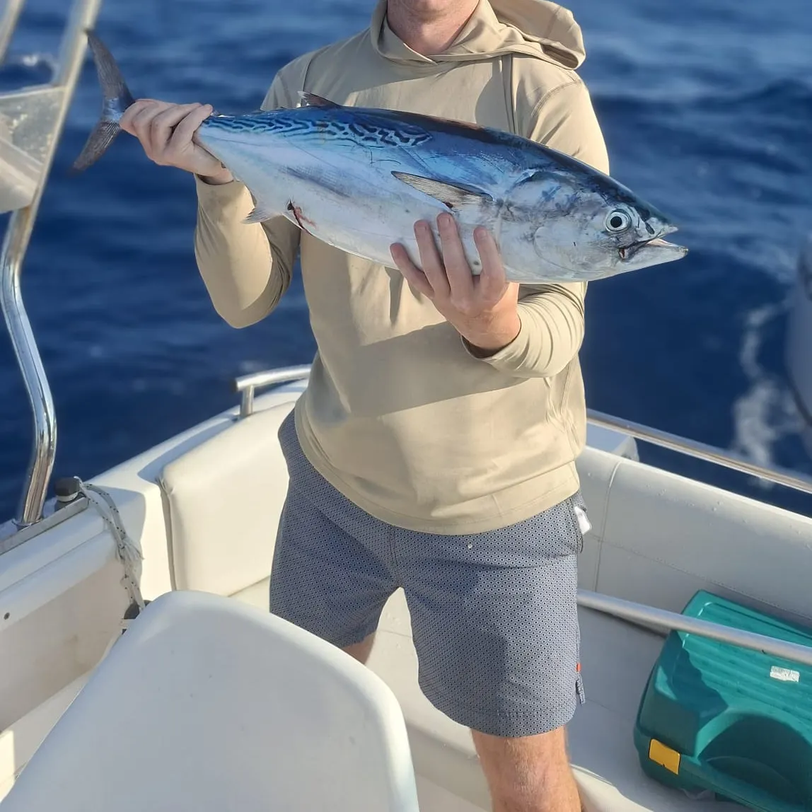 The most recent Little tunny catches on Fishbrain