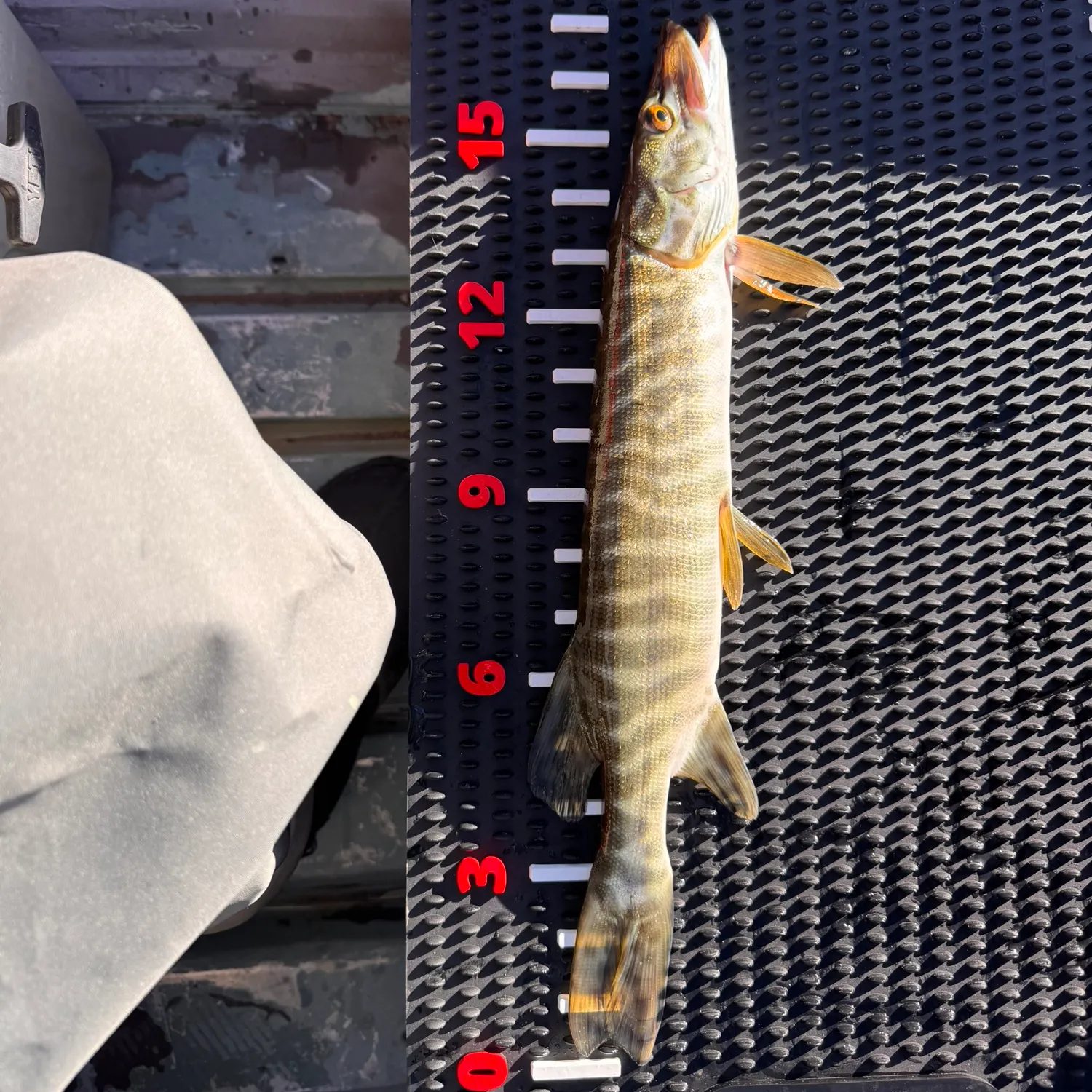 Tiger muskie caught on Fishbrain