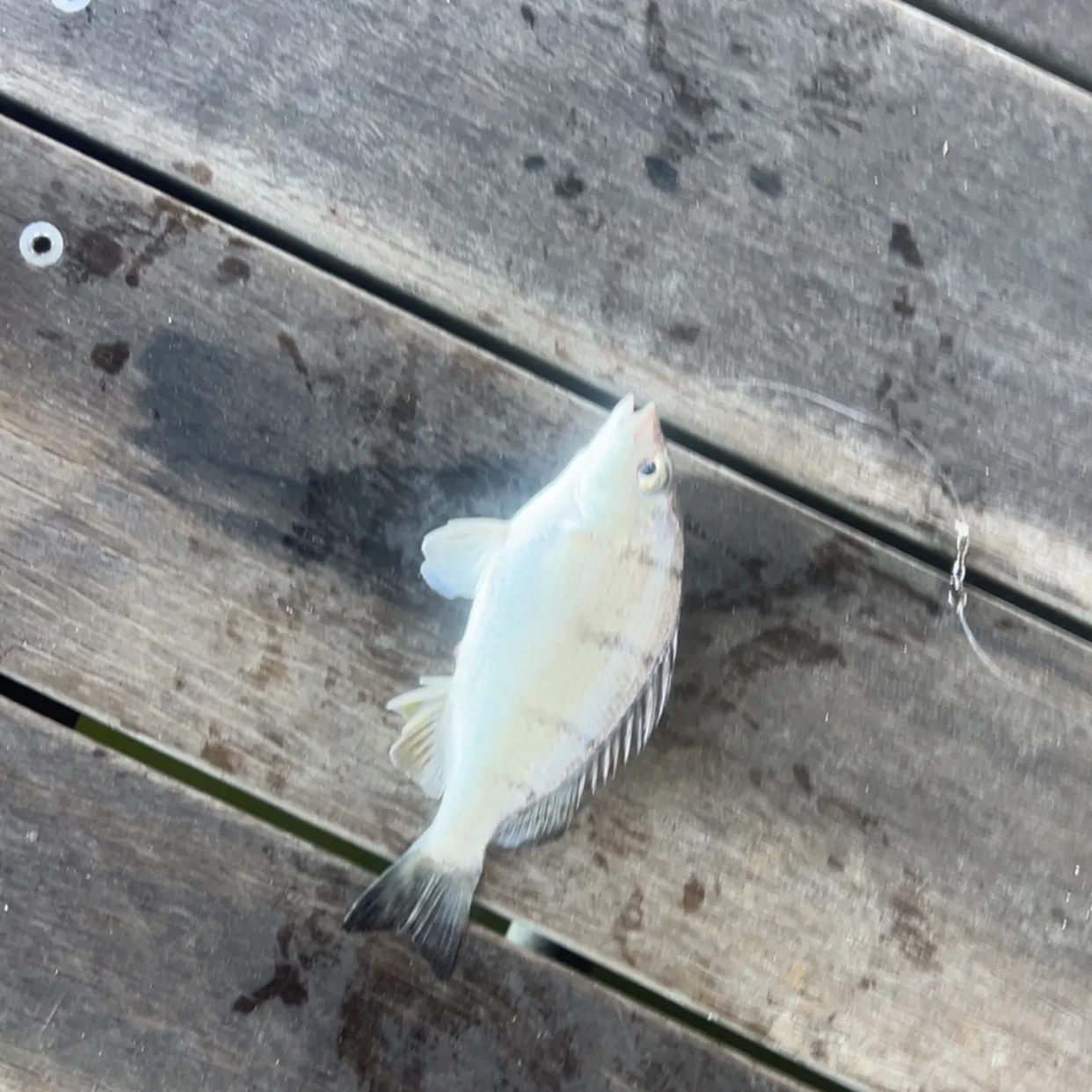 The most recent Barred grunt catches on Fishbrain