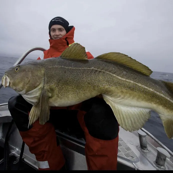 Atlantic cod caught on Fishbrain