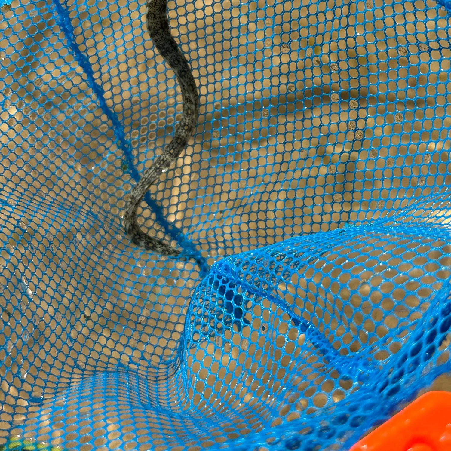 The most recent Harlequin snake eel catches on Fishbrain