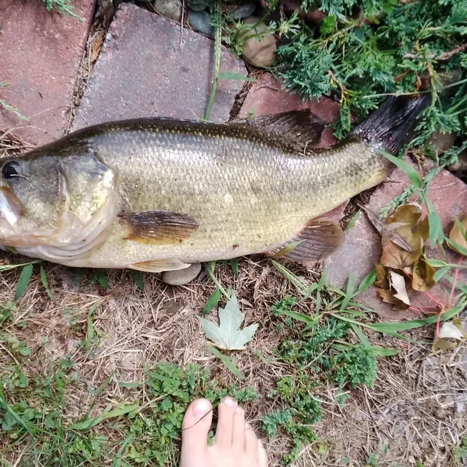 Smallmouth bass caught on Fishbrain