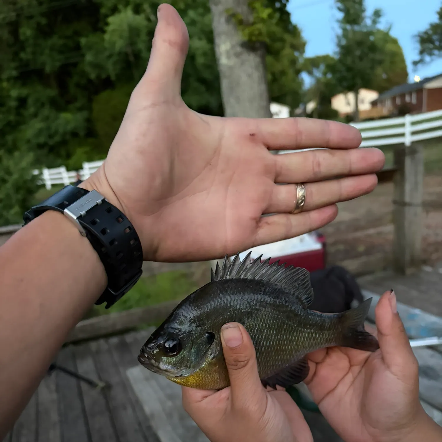 catch
