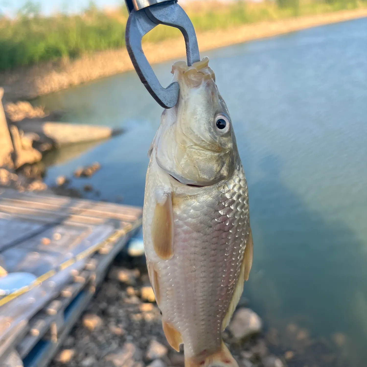 Common carp caught on Fishbrain