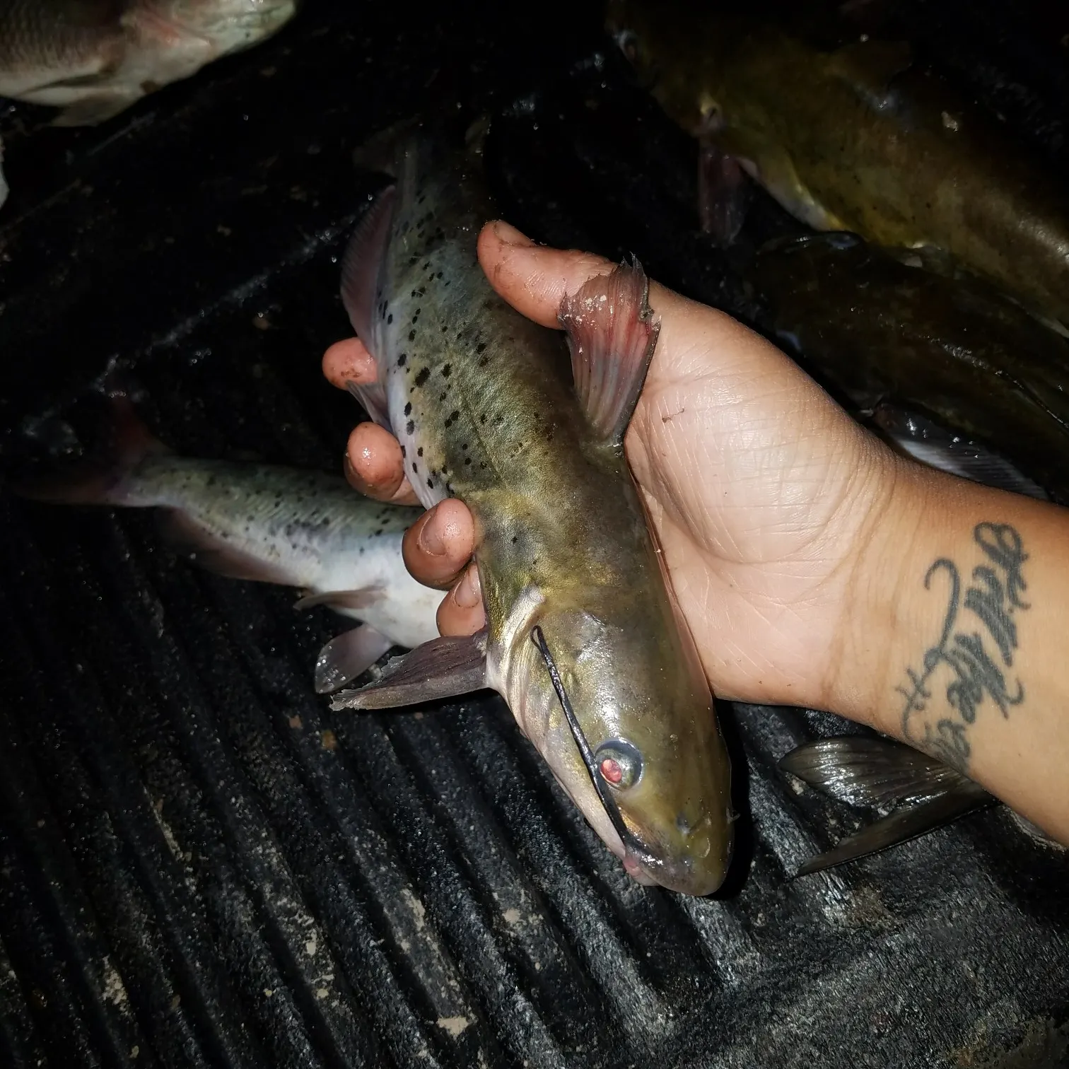 recently logged catches