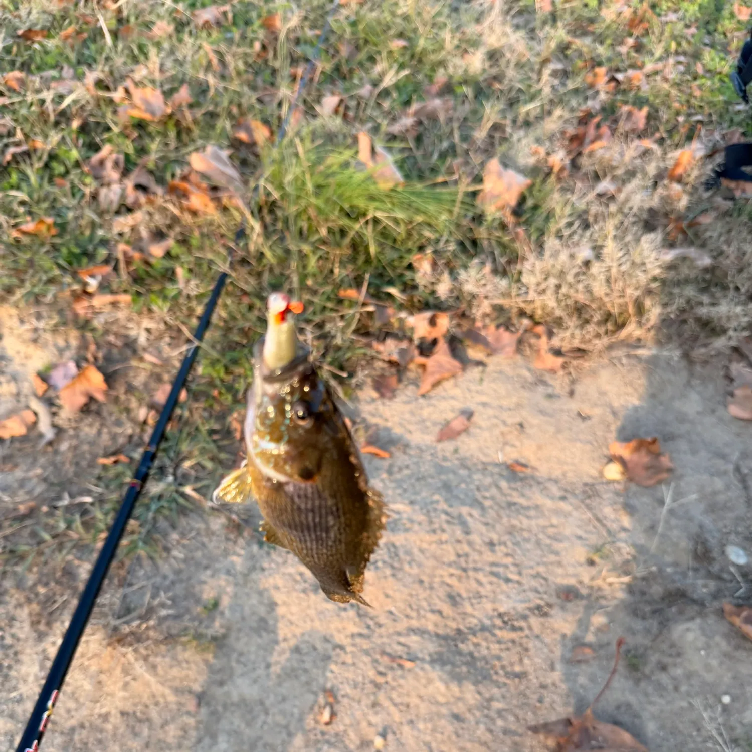 Green sunfish caught on Fishbrain