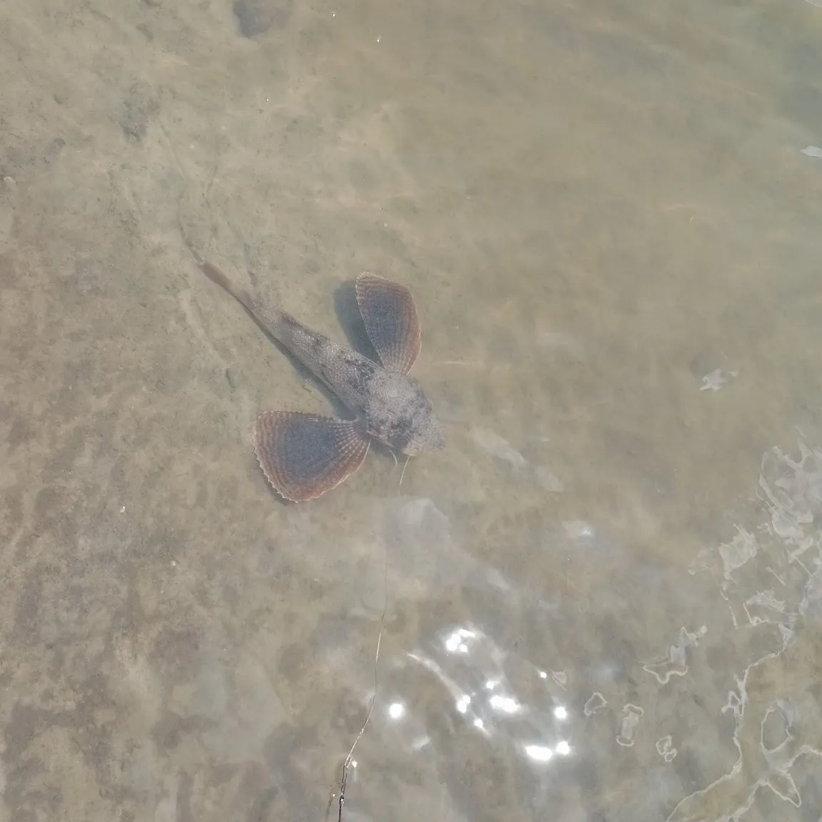 The most recent Northern searobin catches on Fishbrain