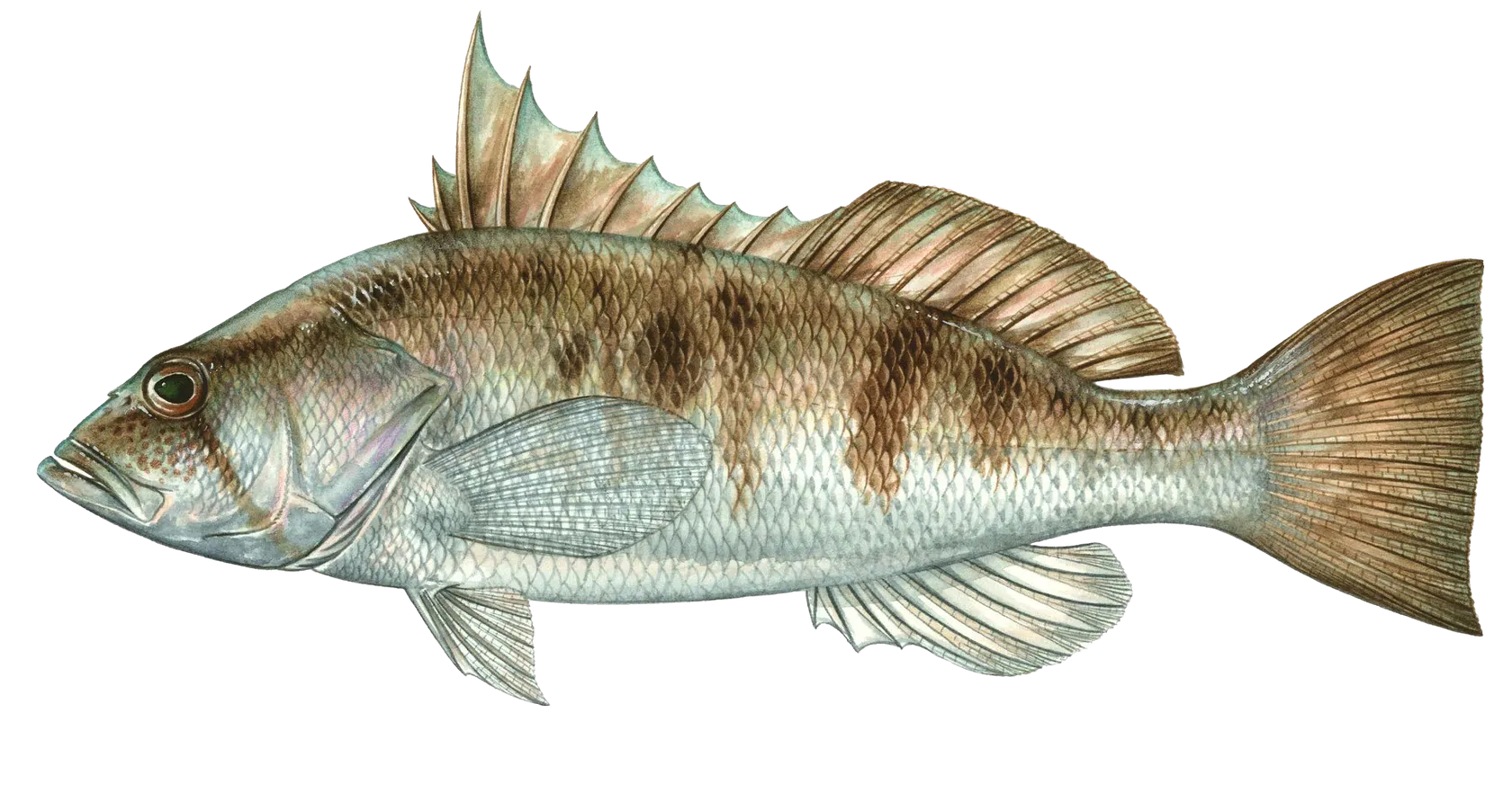 Barred sand bass