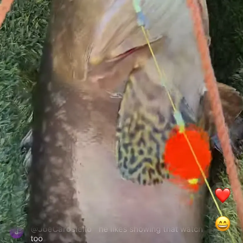 Mirror carp caught on Fishbrain