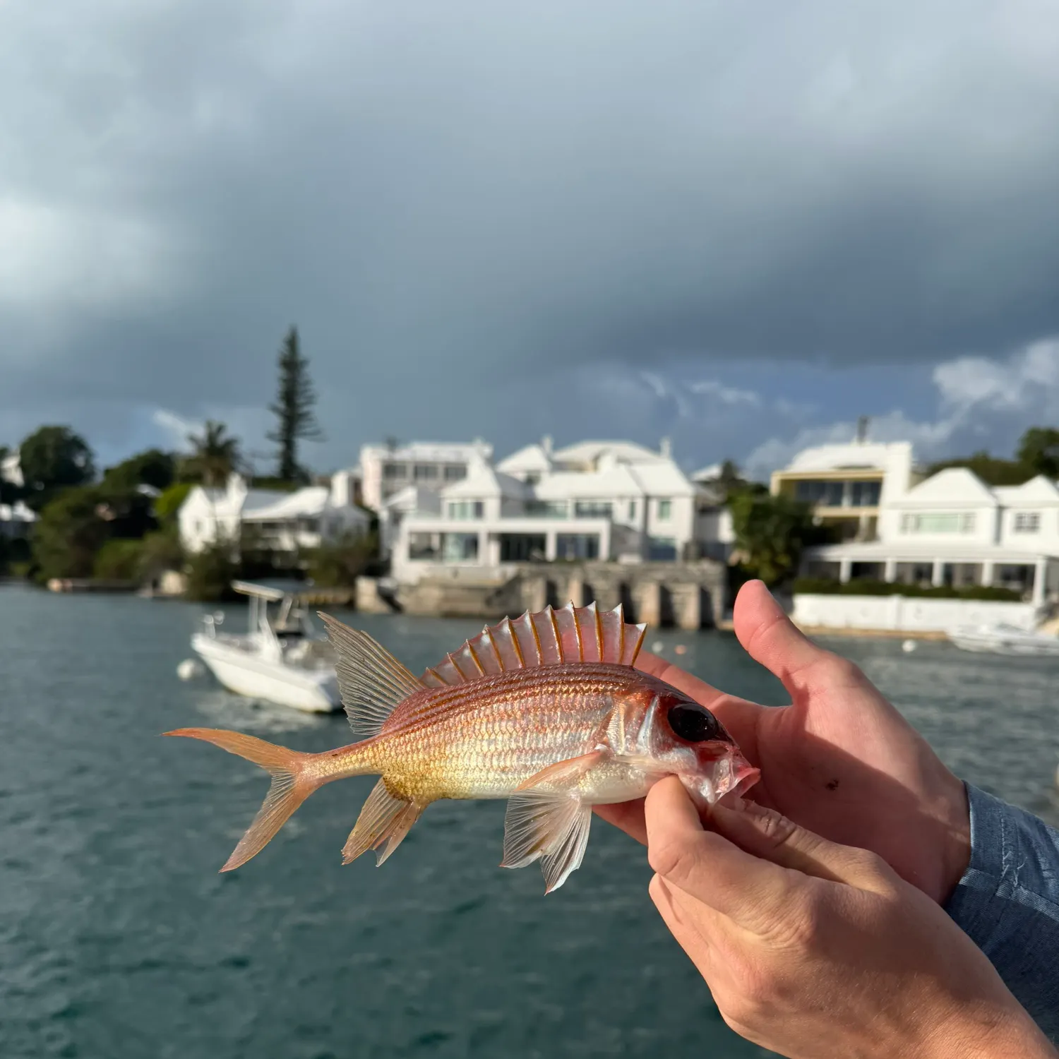 The most recent Common squirrelfish catches on Fishbrain