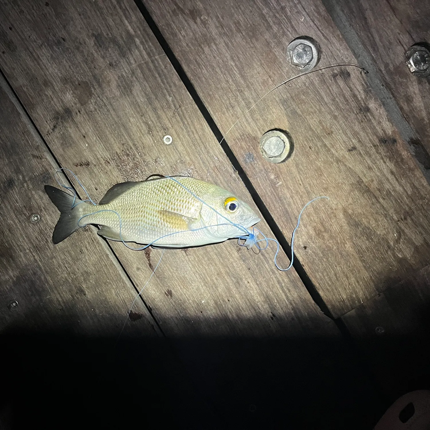 The most recent Tomtate grunt catches on Fishbrain