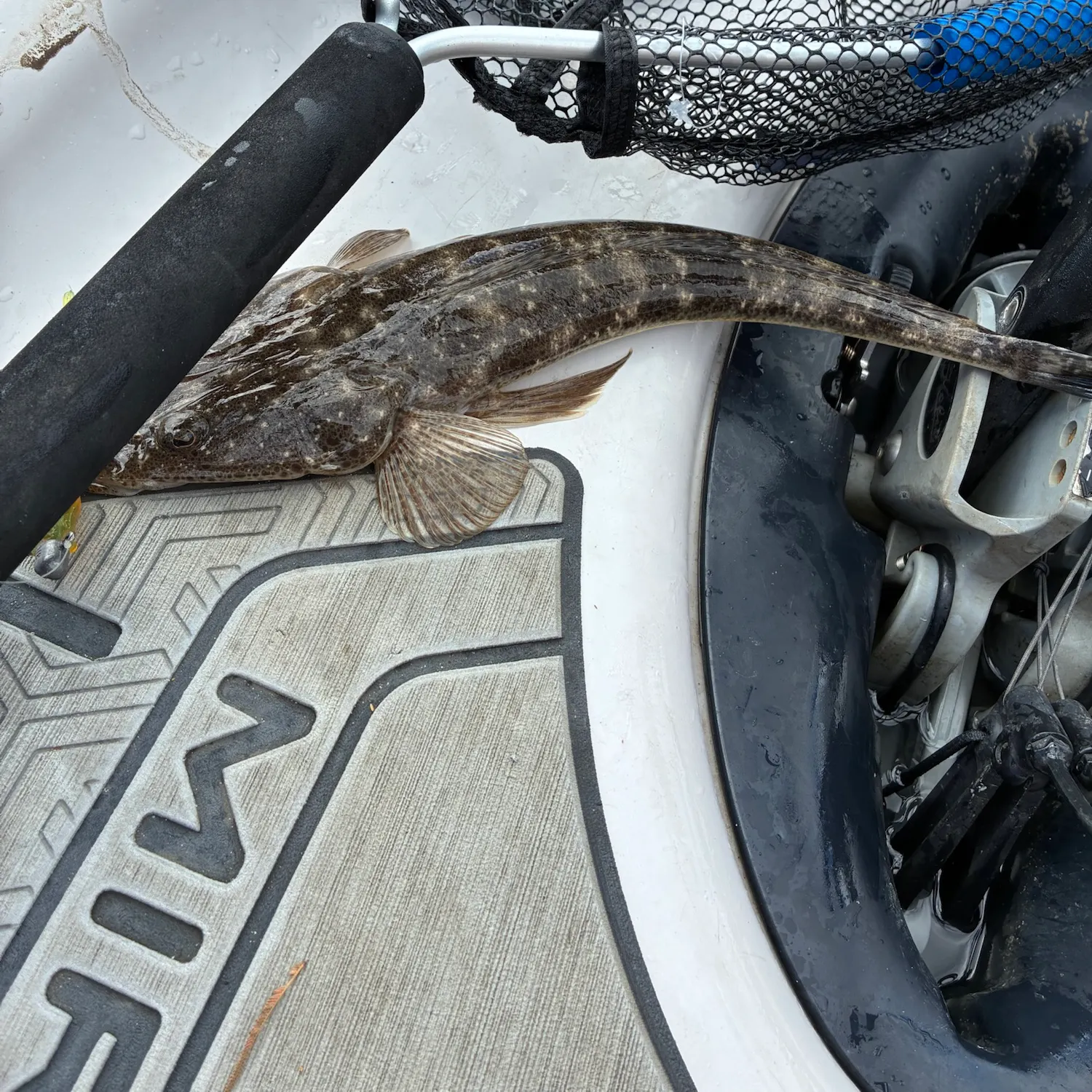 Dusky flathead caught on Fishbrain
