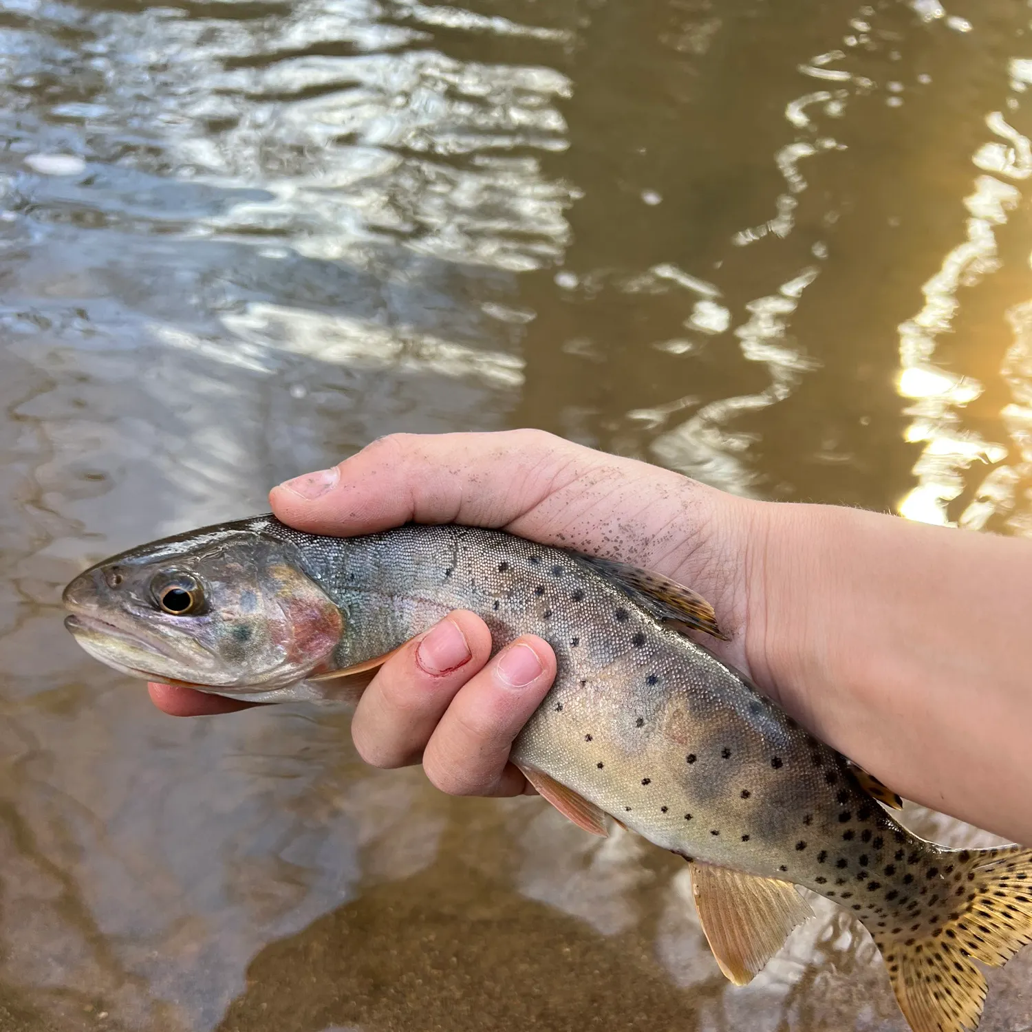 The most recent Bonneville cutthroat trout catches on Fishbrain