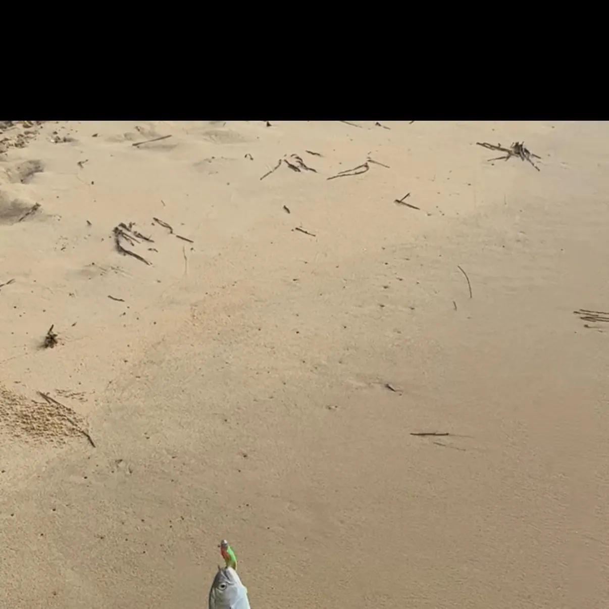 The most recent Bluefish catches on Fishbrain