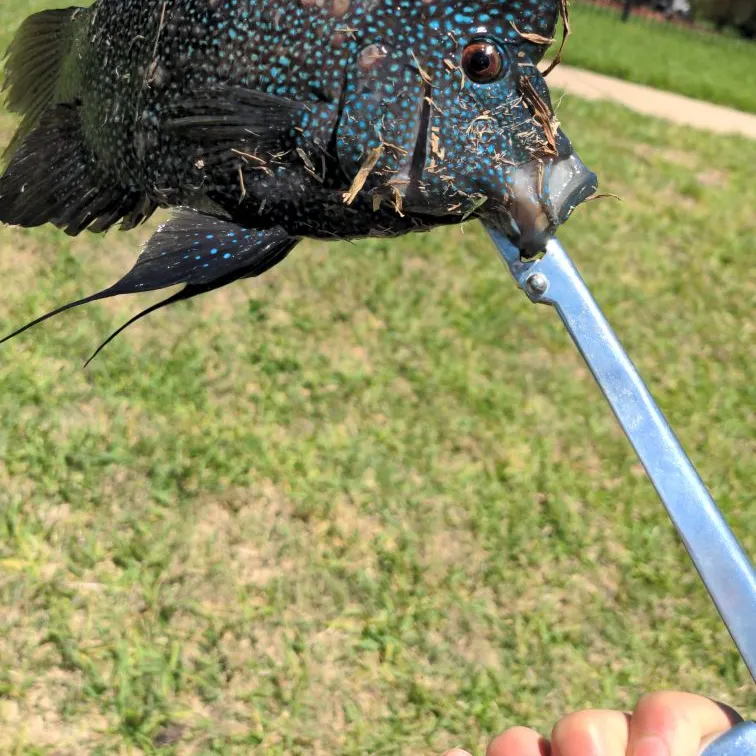The most recent Rio Grande cichlid catches on Fishbrain