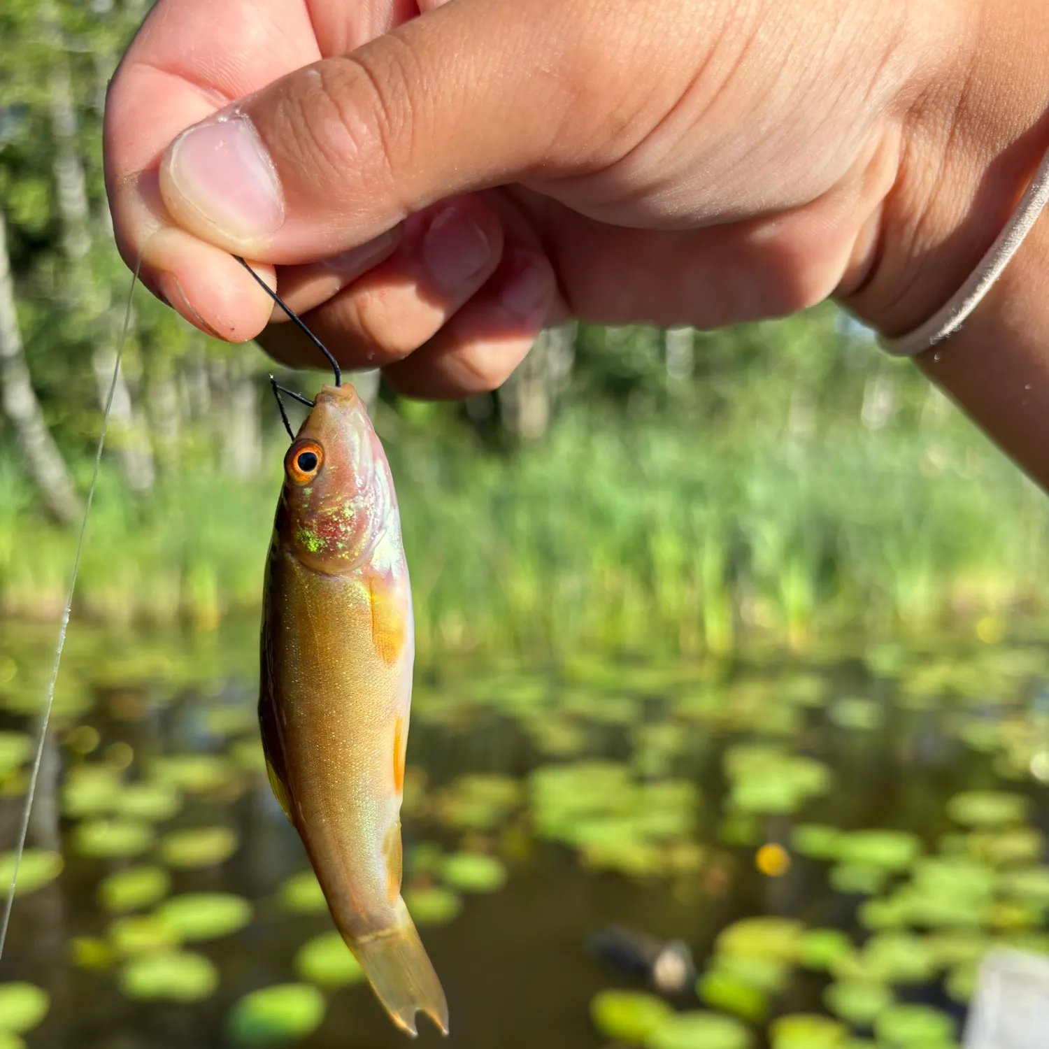 Tench caught on Fishbrain