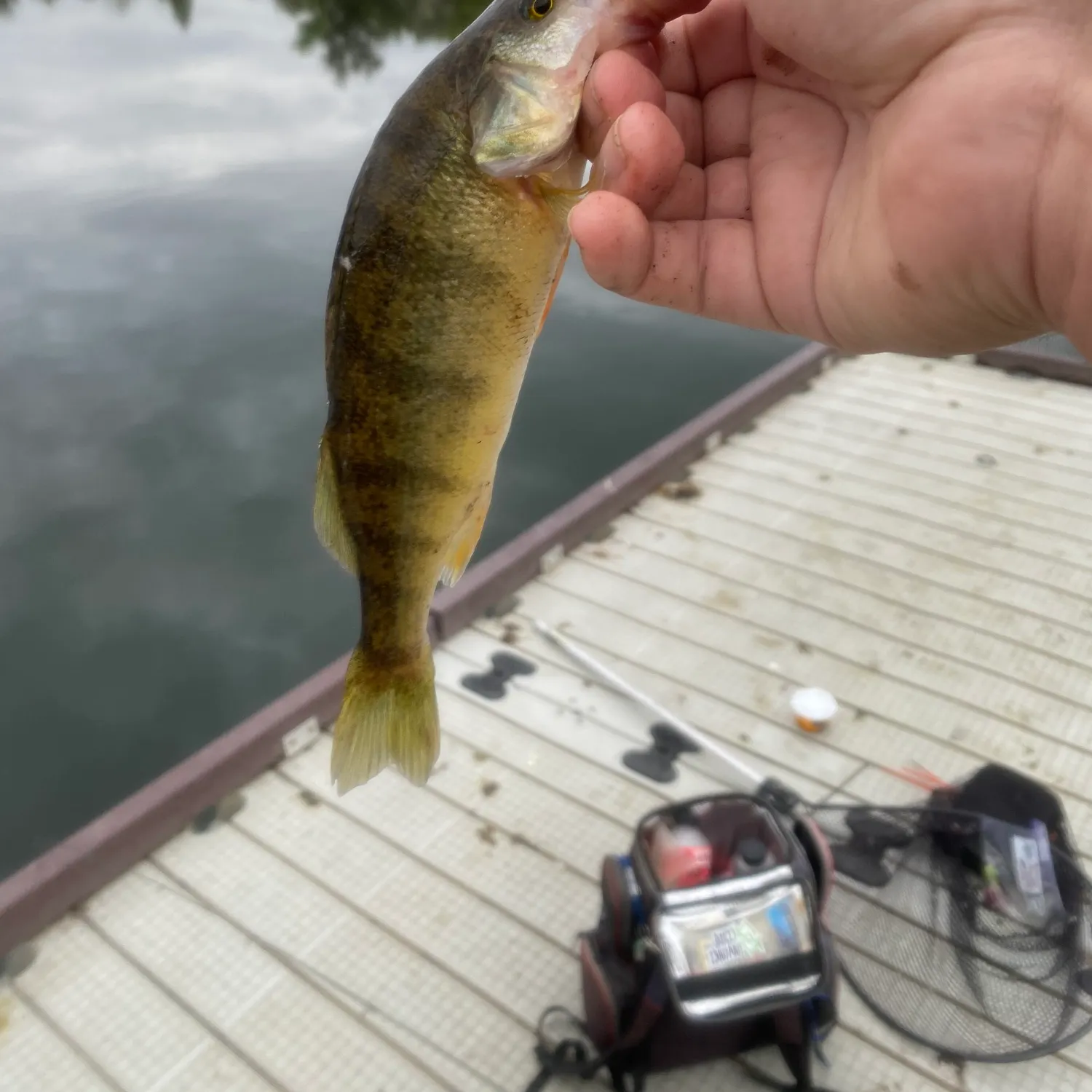 Yellow perch caught on Fishbrain