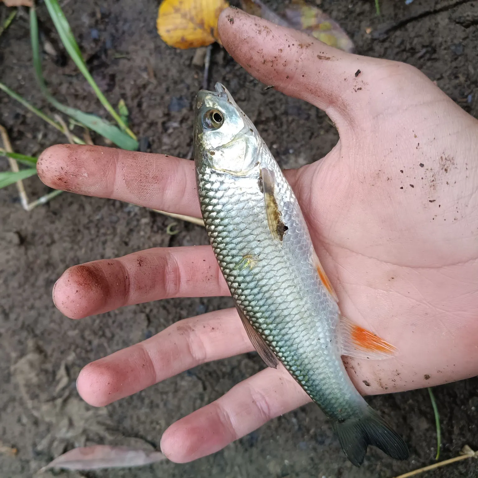European chub caught on Fishbrain