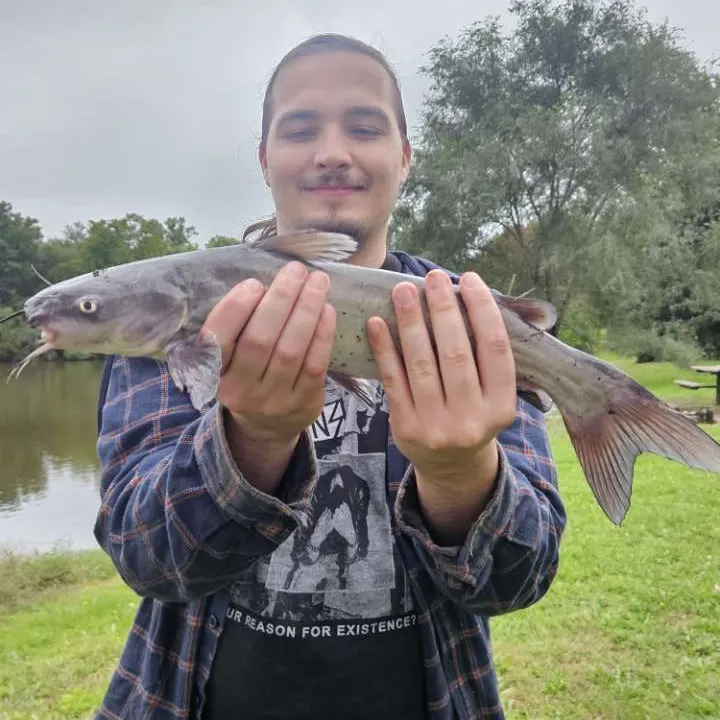 Channel catfish caught on Fishbrain