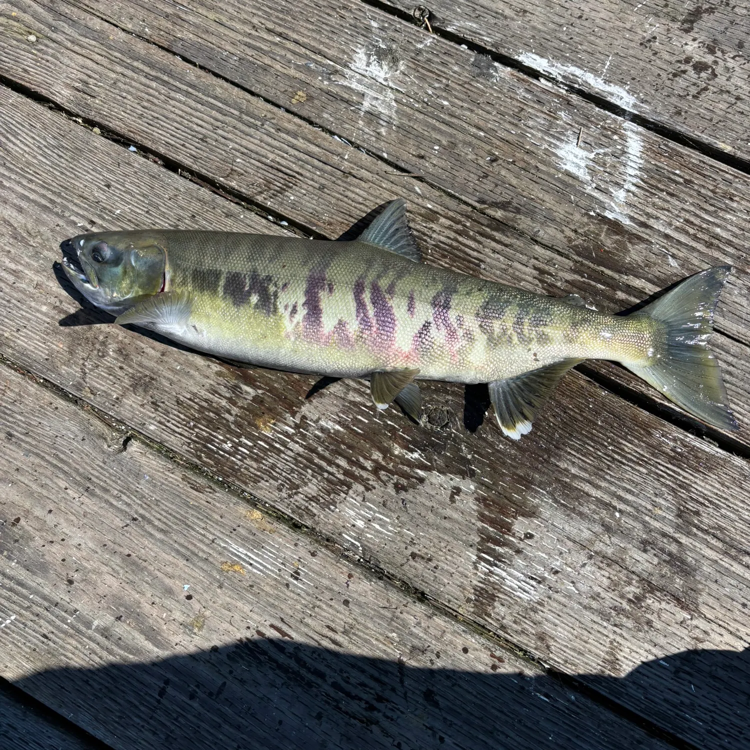 recently logged catches