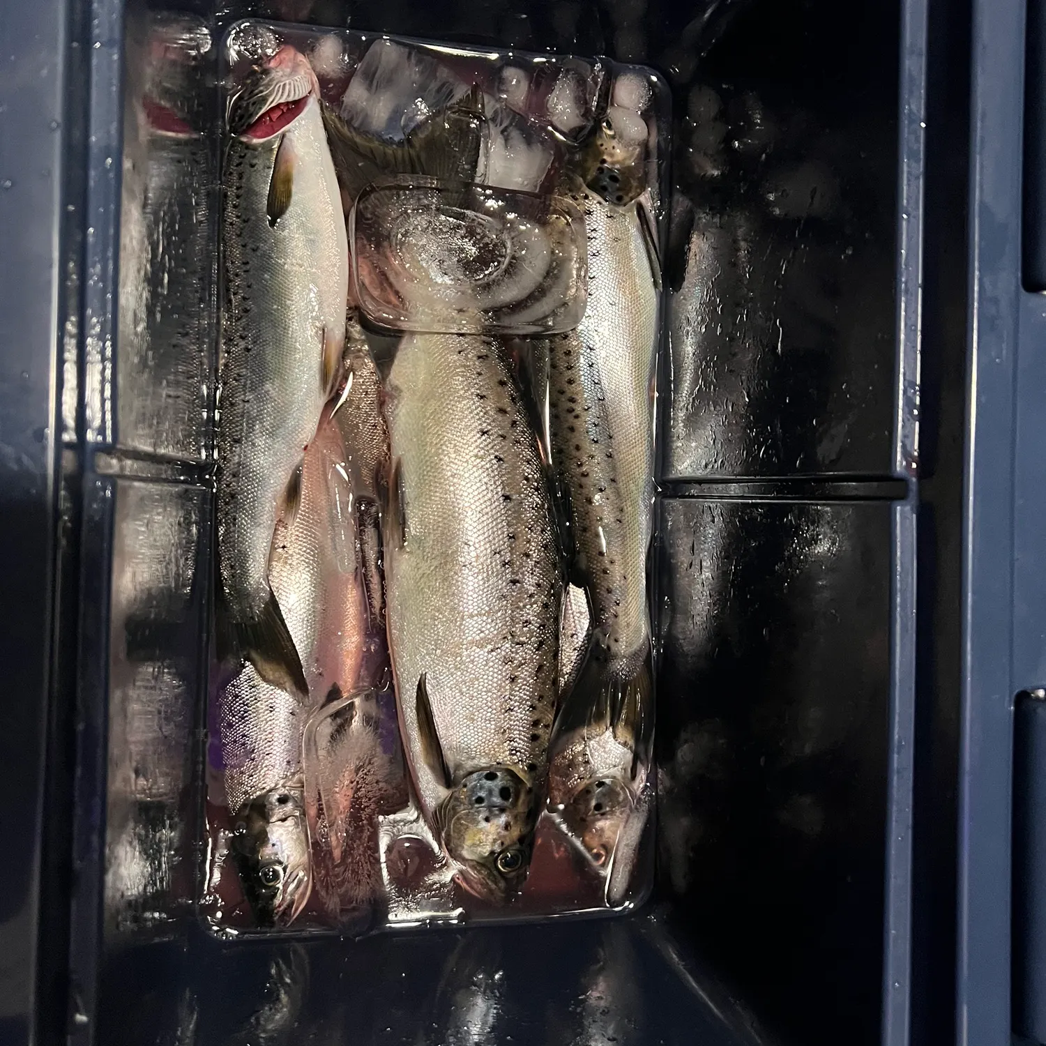 Landlocked atlantic salmon caught on Fishbrain