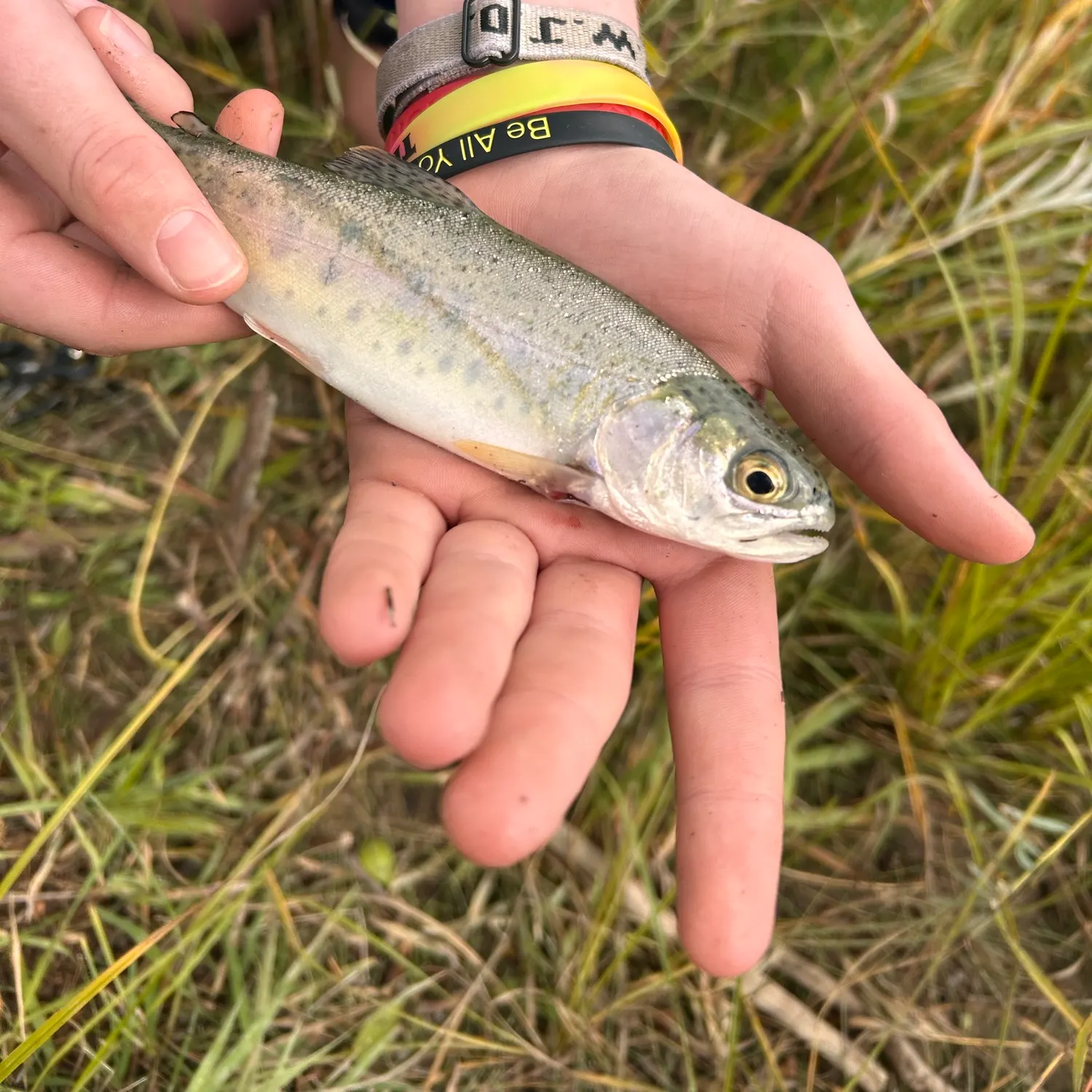 Rainbow trout caught on Fishbrain
