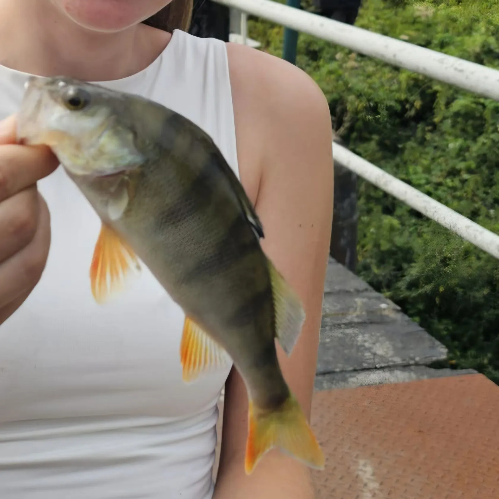 European perch caught on Fishbrain