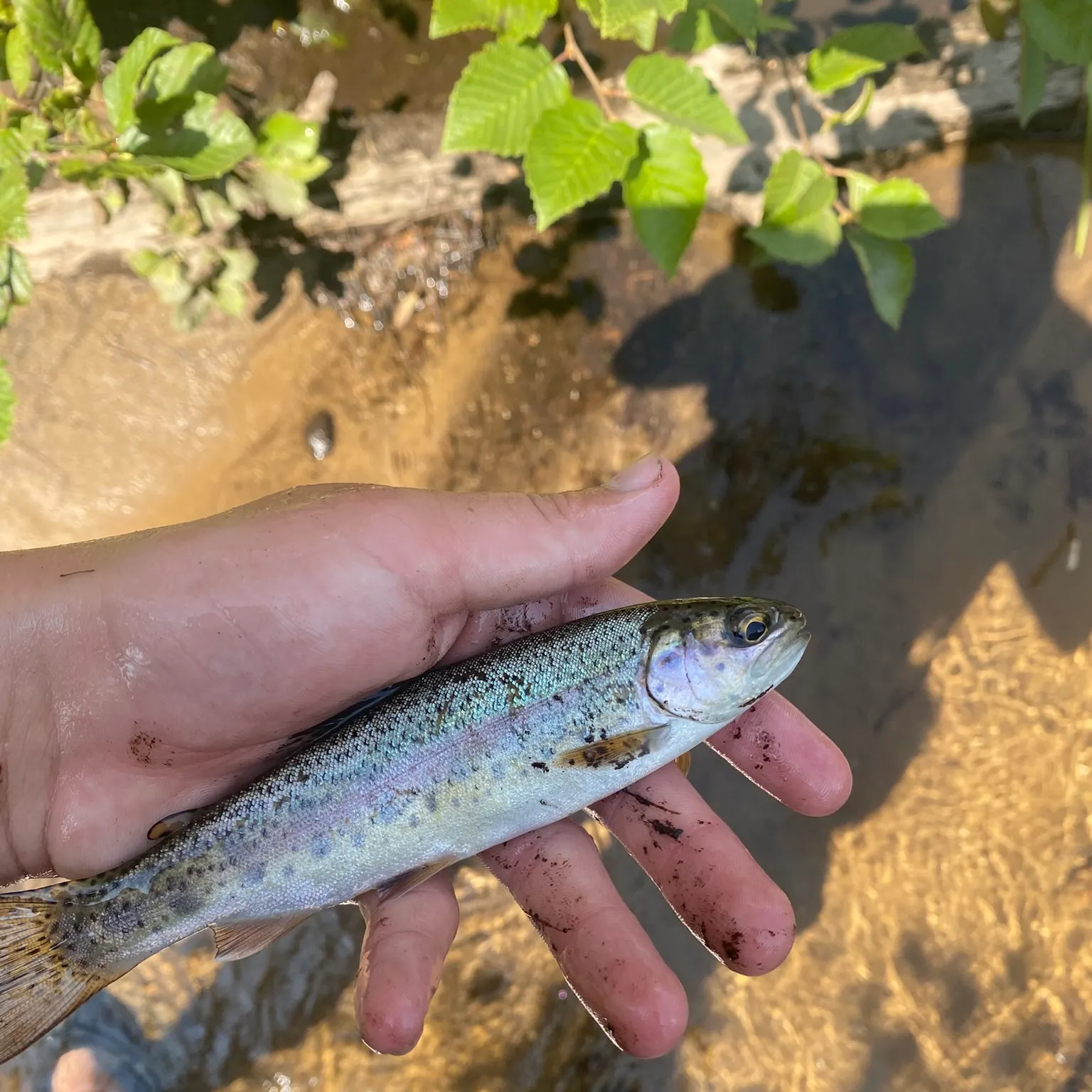 Rainbow trout caught on Fishbrain