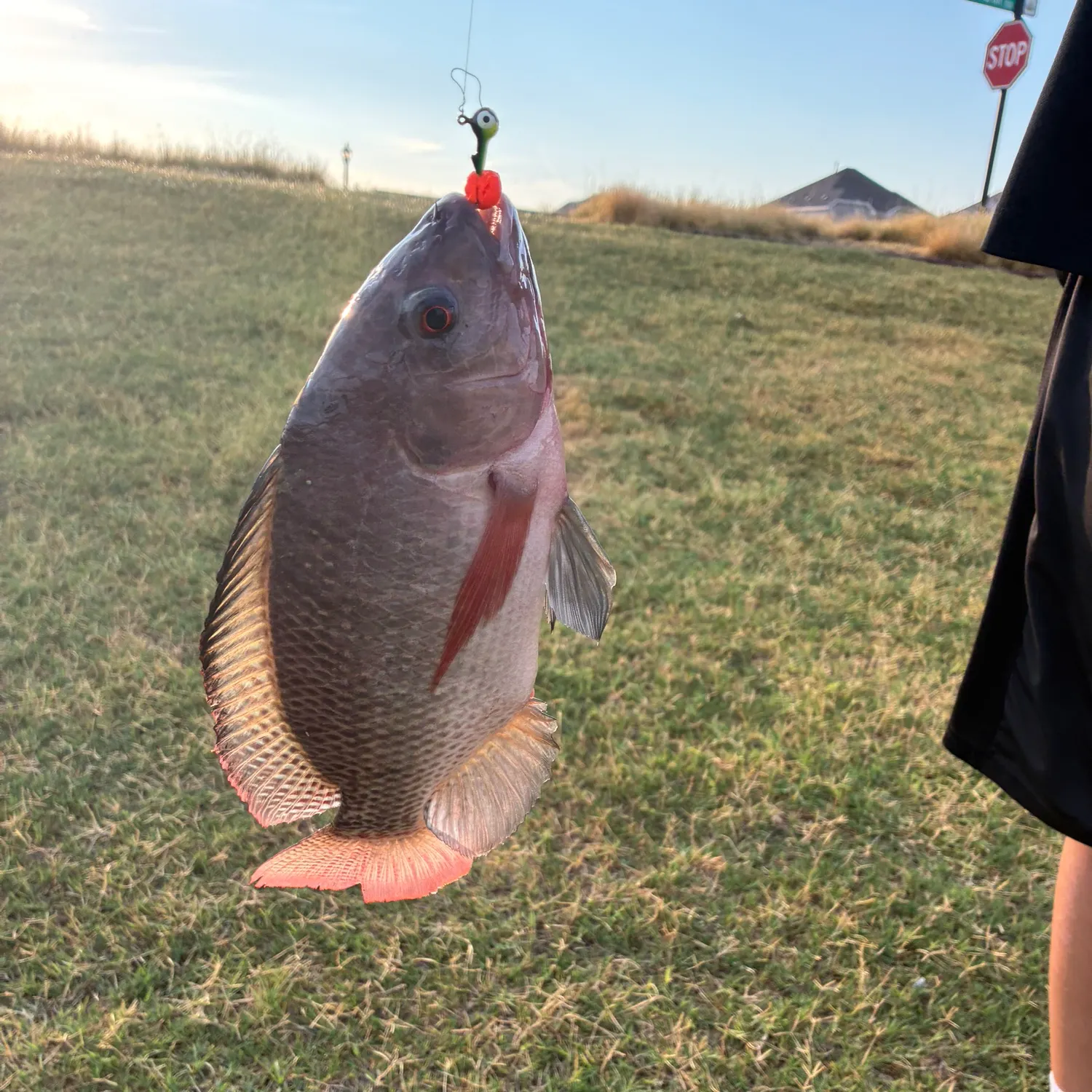 Red drum caught on Fishbrain