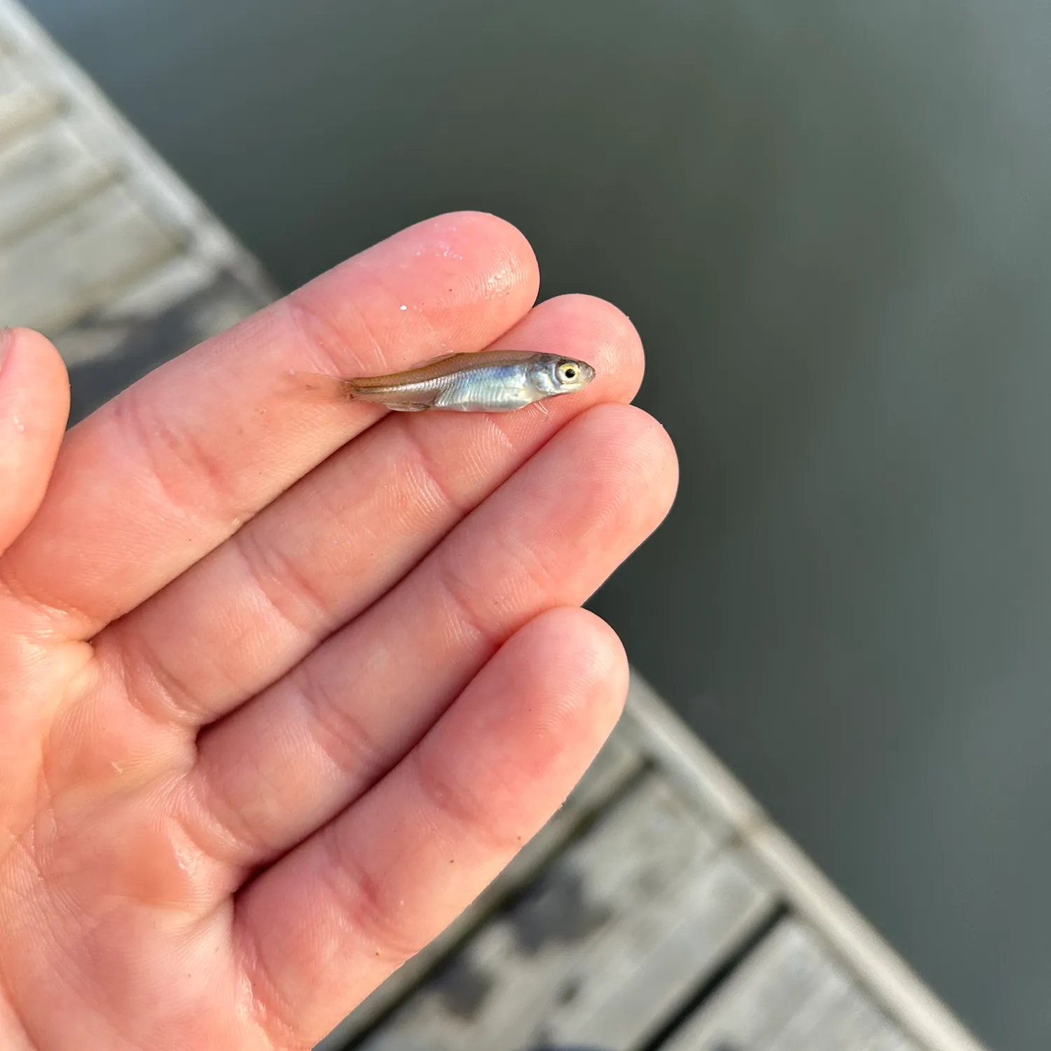 Common bleak caught on Fishbrain