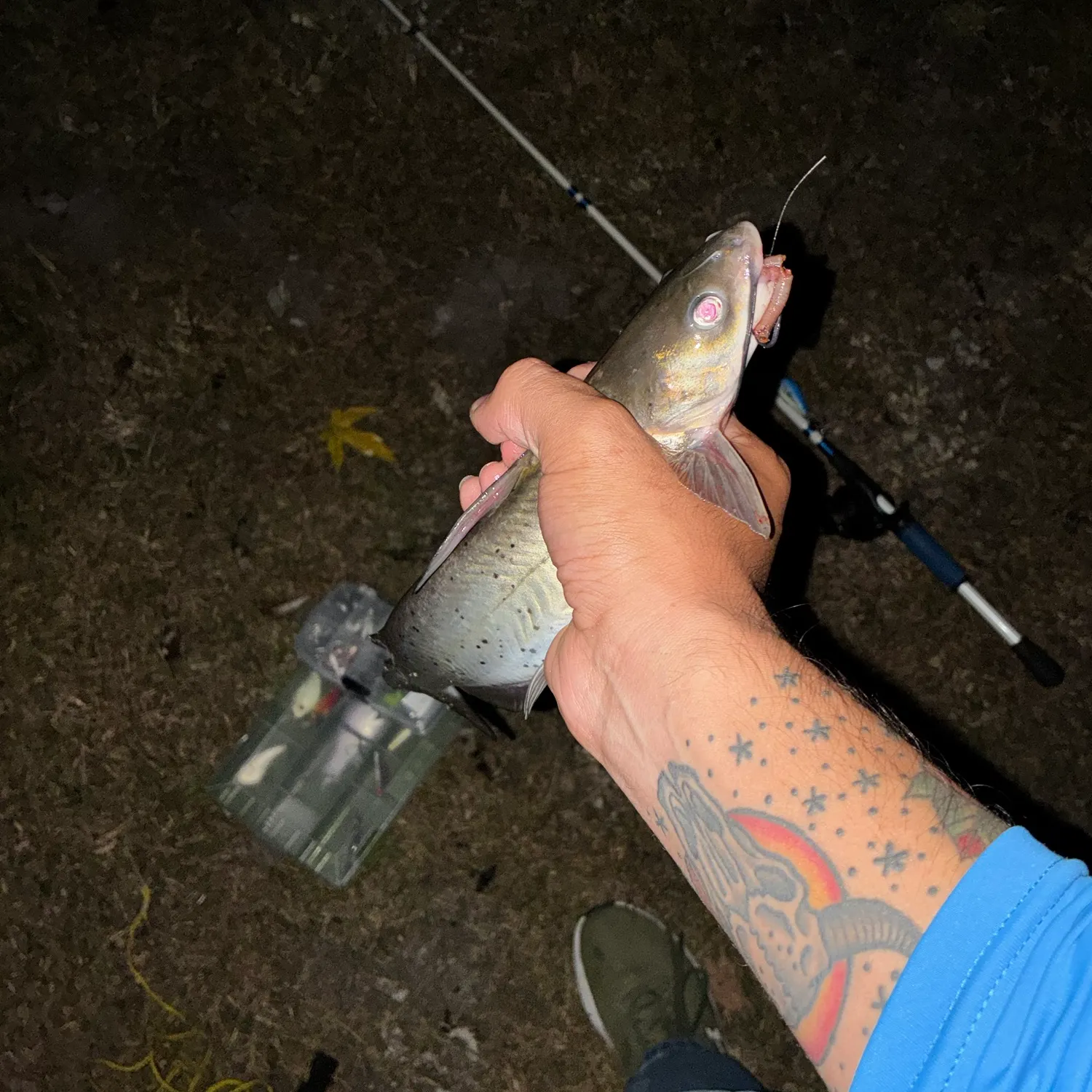 Channel catfish caught on Fishbrain