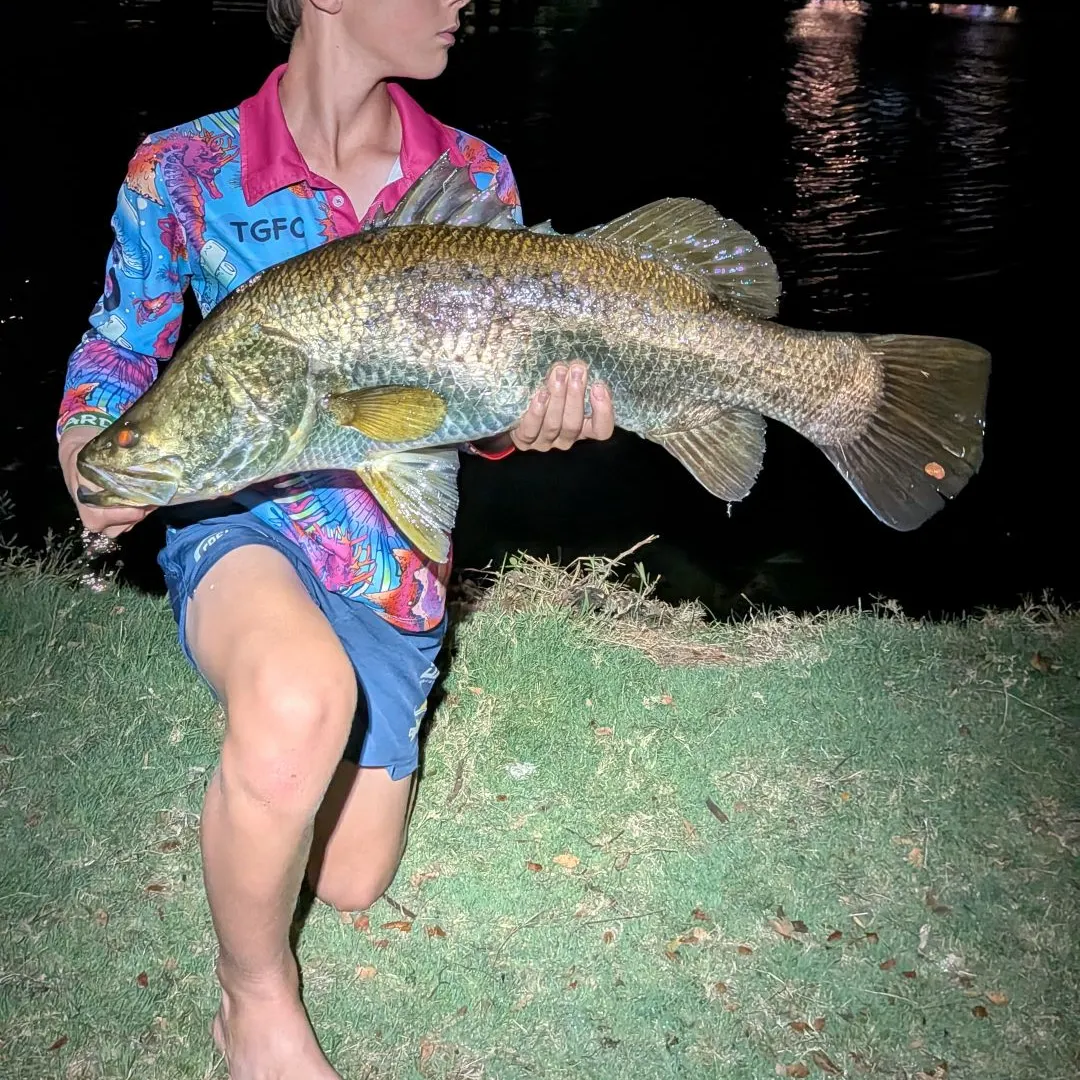 The most recent Barramundi catches on Fishbrain
