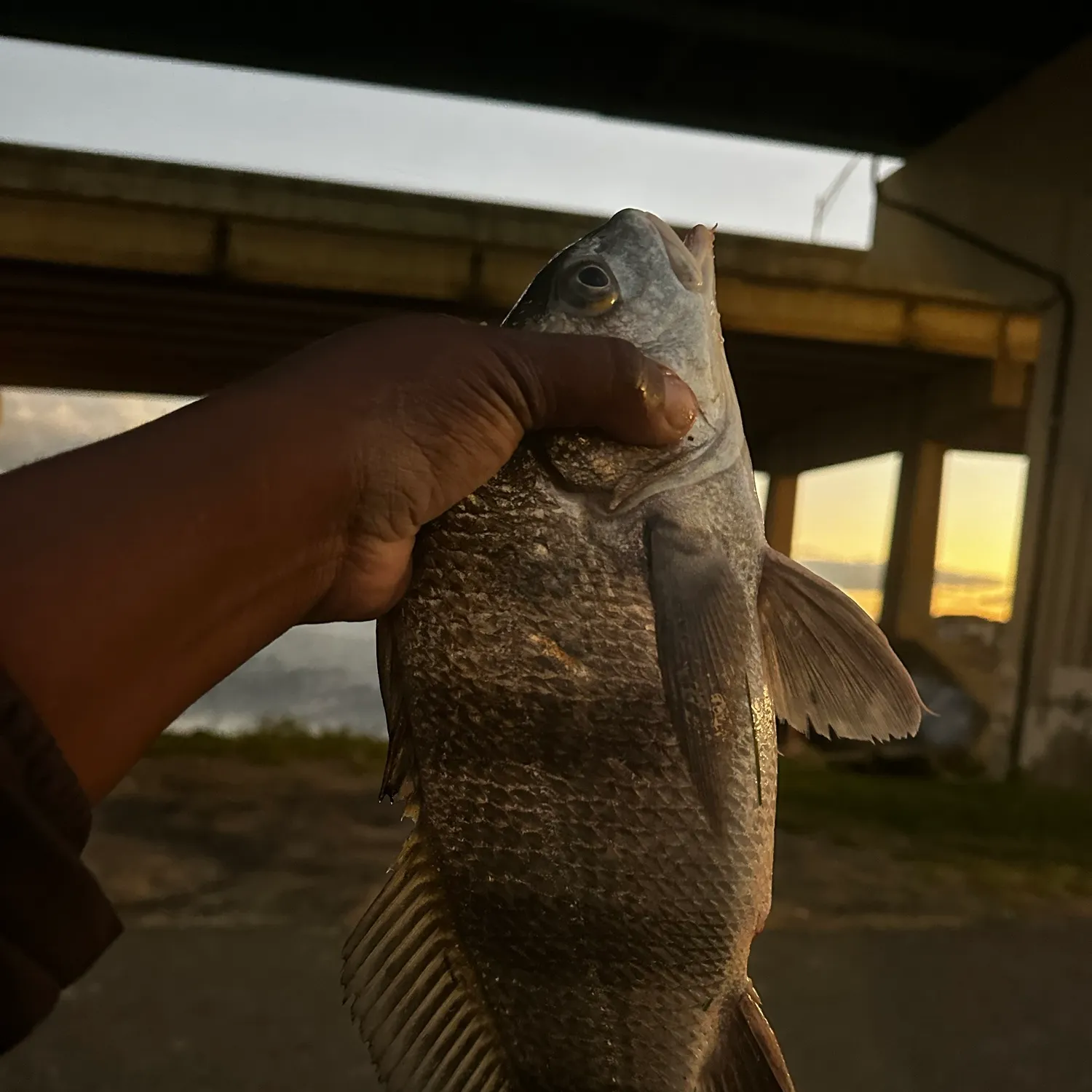 Black drum caught on Fishbrain