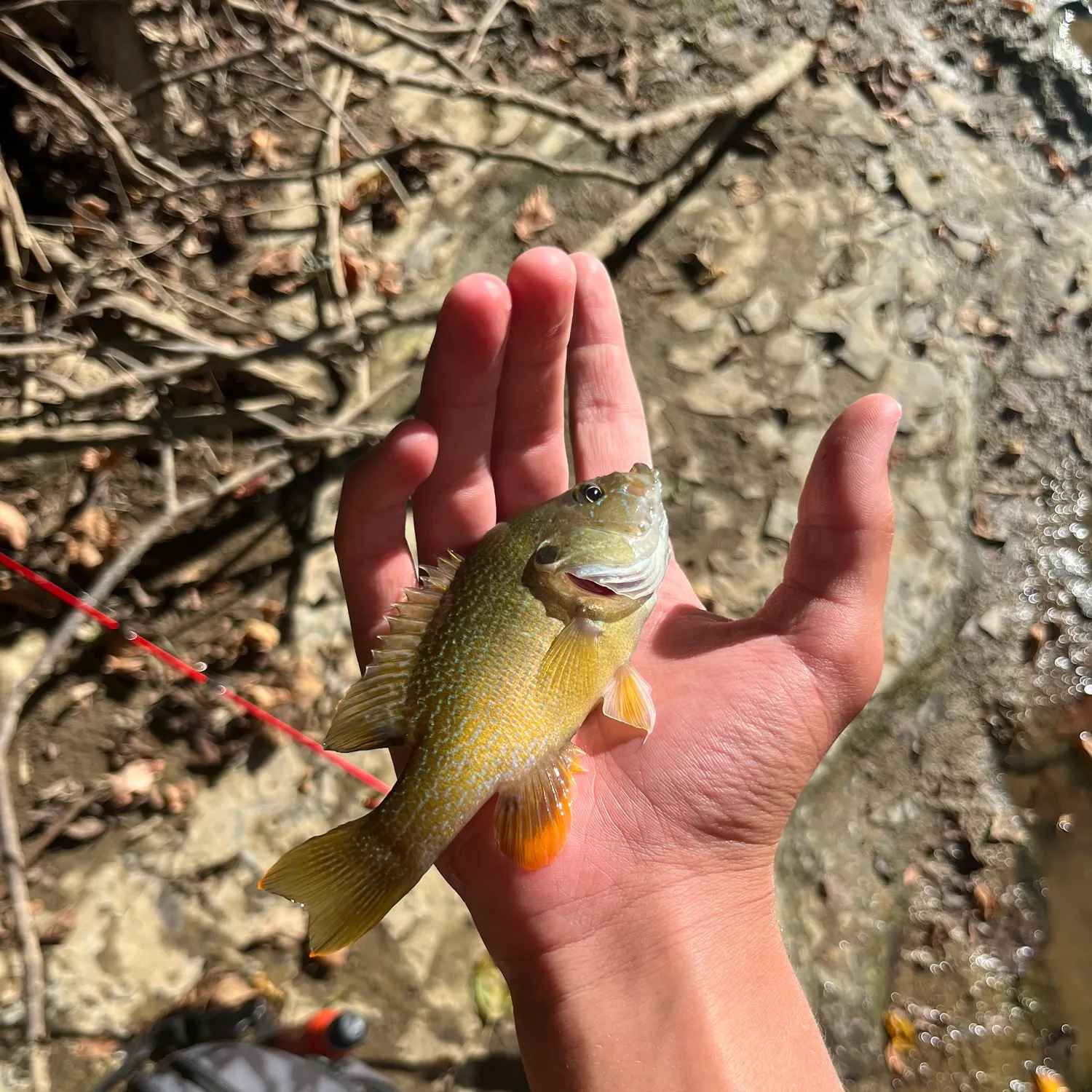 Green sunfish caught on Fishbrain