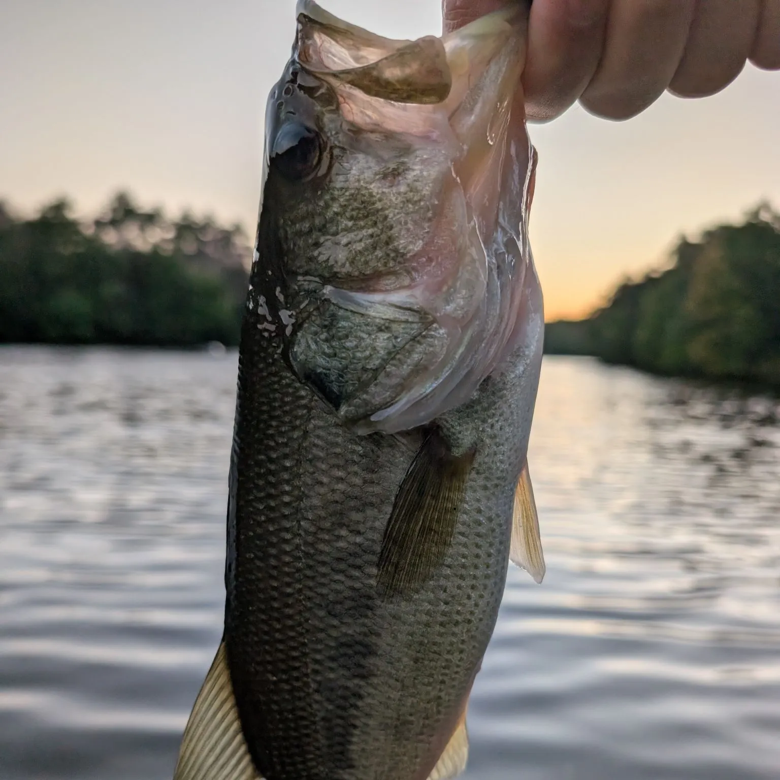 Largemouth bass caught on Fishbrain