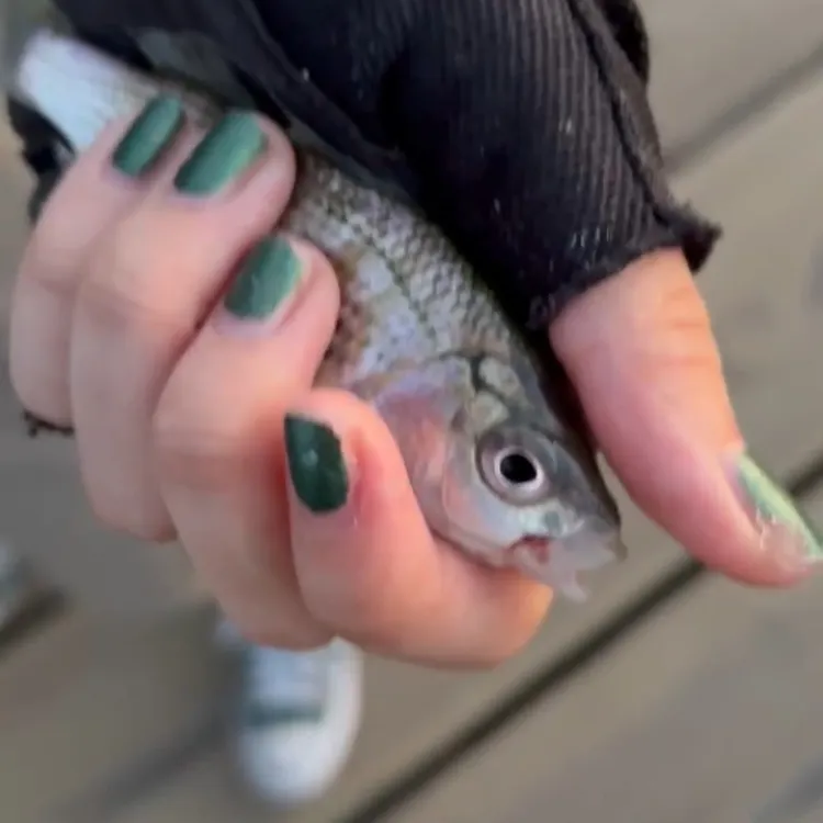 Shiner perch caught on Fishbrain