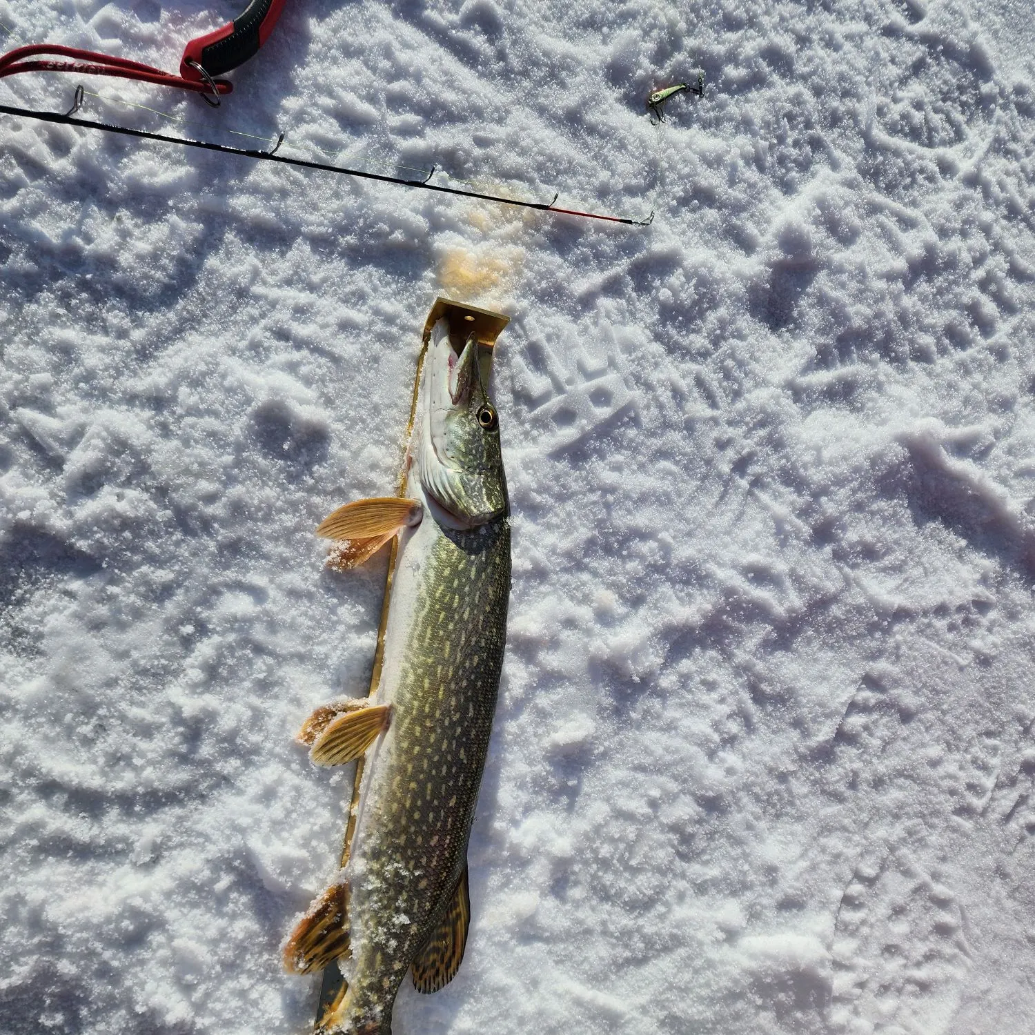 The most recent Northern pike catches on Fishbrain