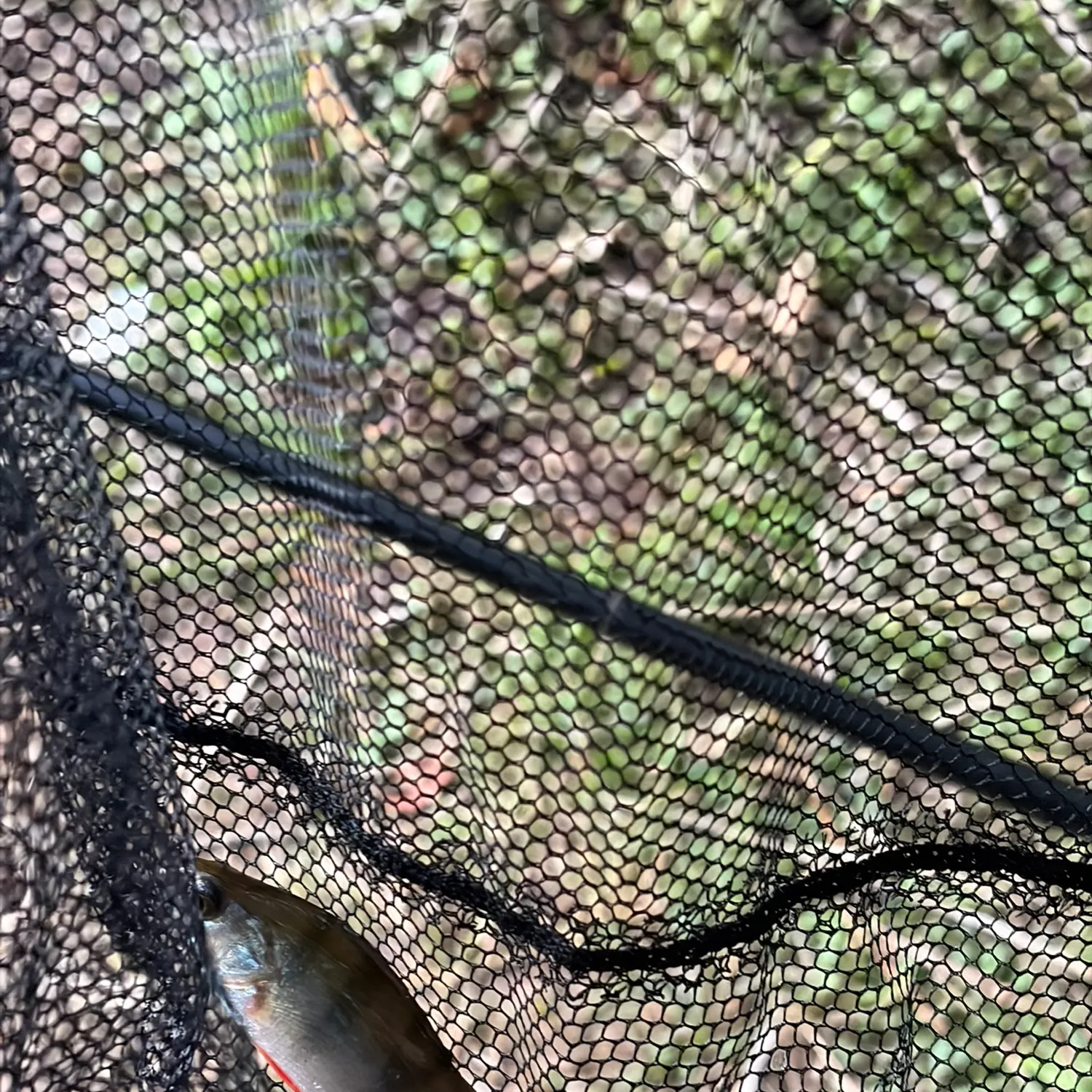 European perch caught on Fishbrain