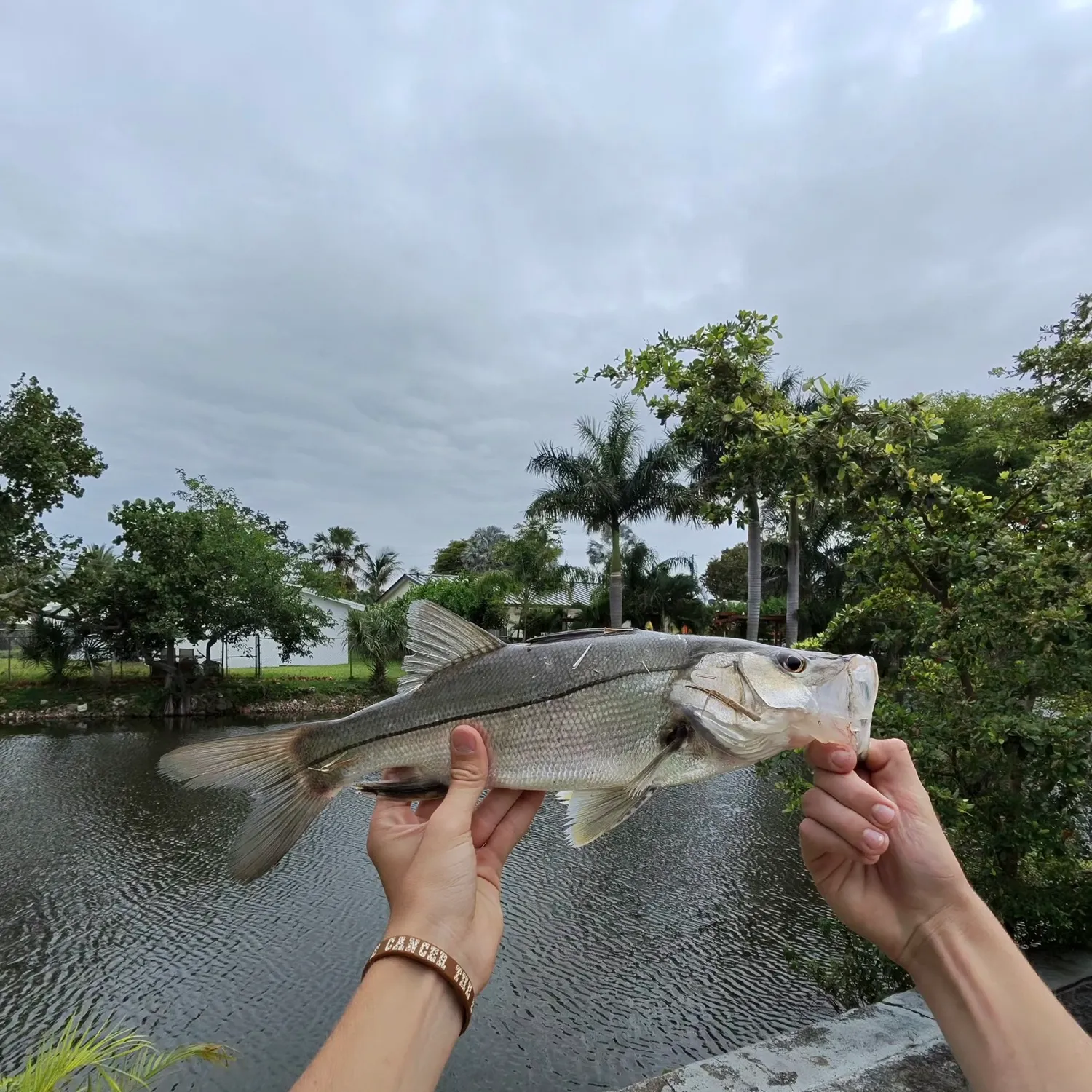 The most recent Fat snook catches on Fishbrain