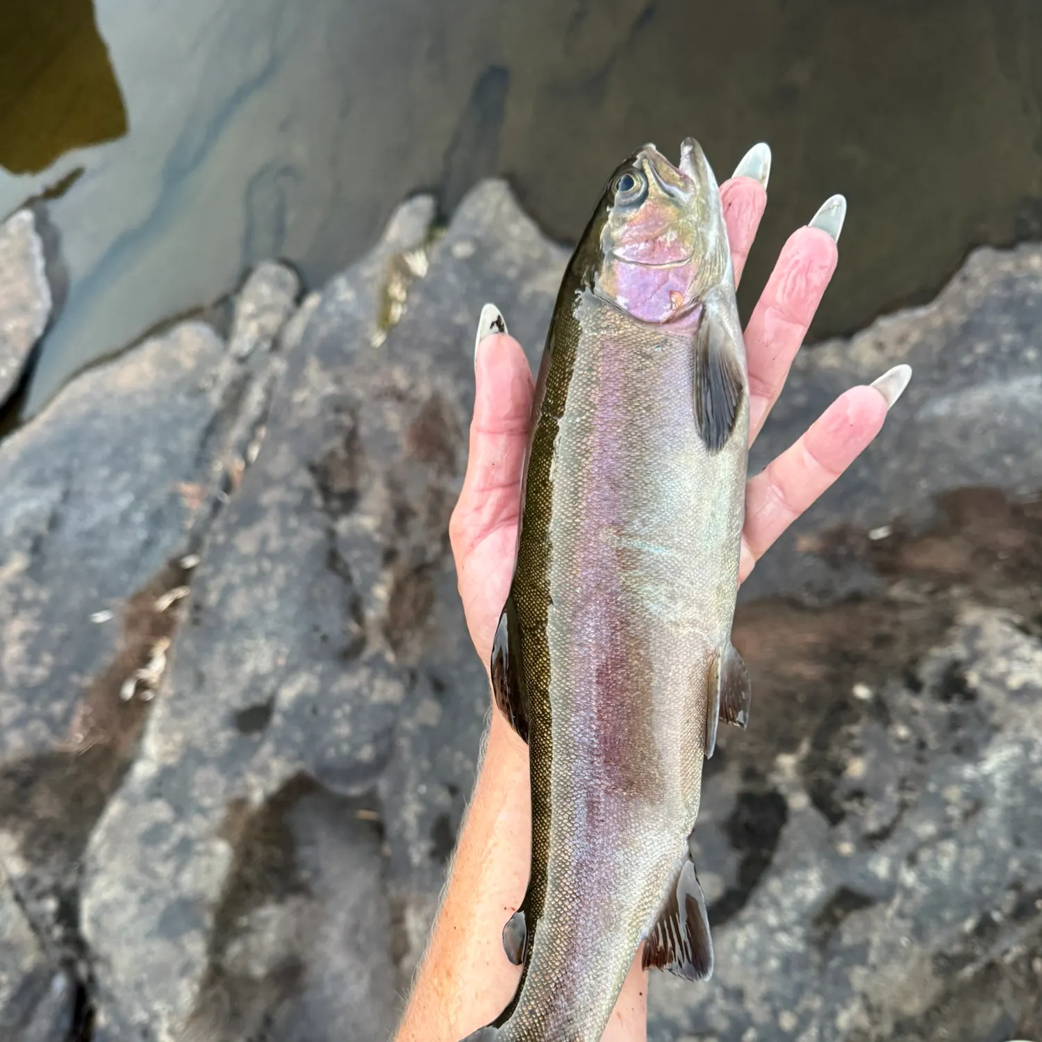 Rainbow trout caught on Fishbrain