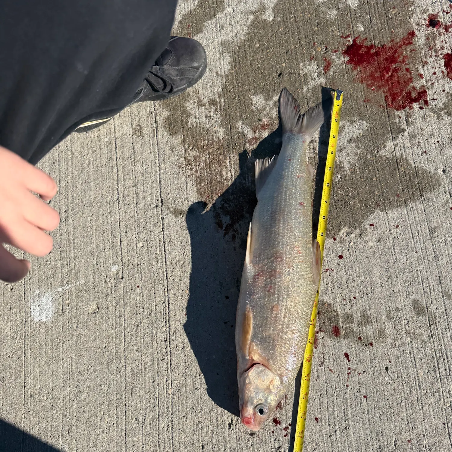 Lake whitefish caught on Fishbrain