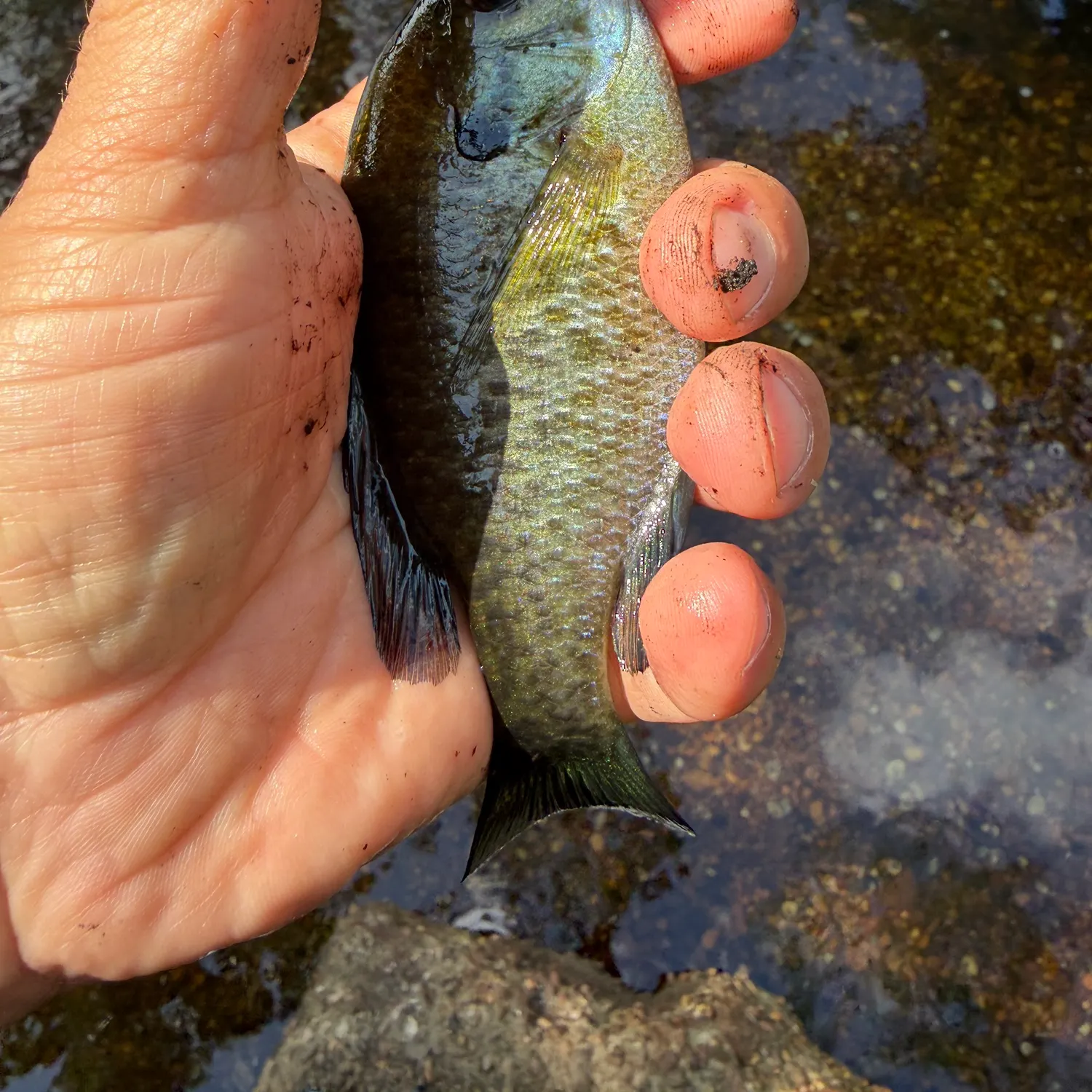 Bluegill caught on Fishbrain